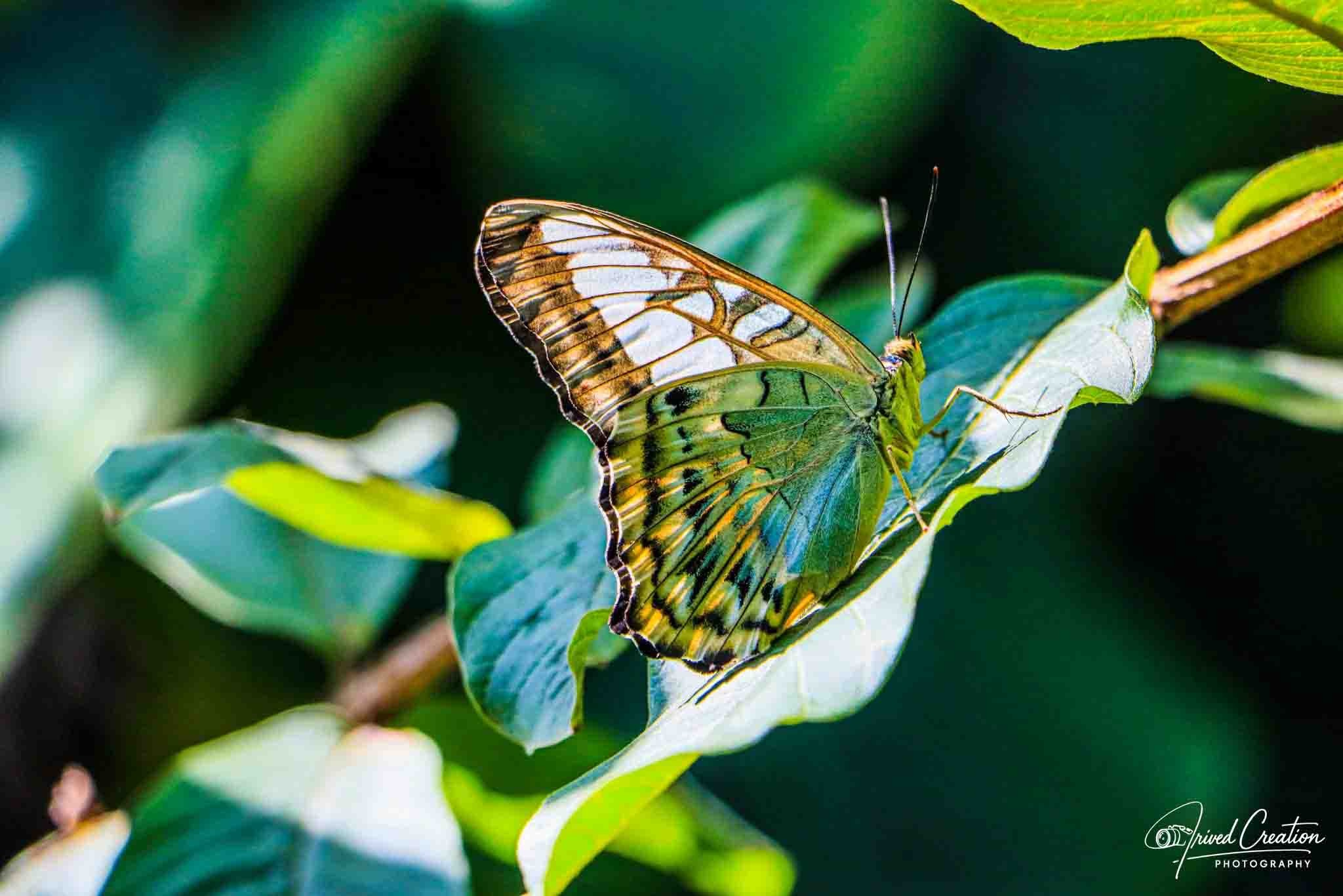 Landscape & Nature. Prived Creation