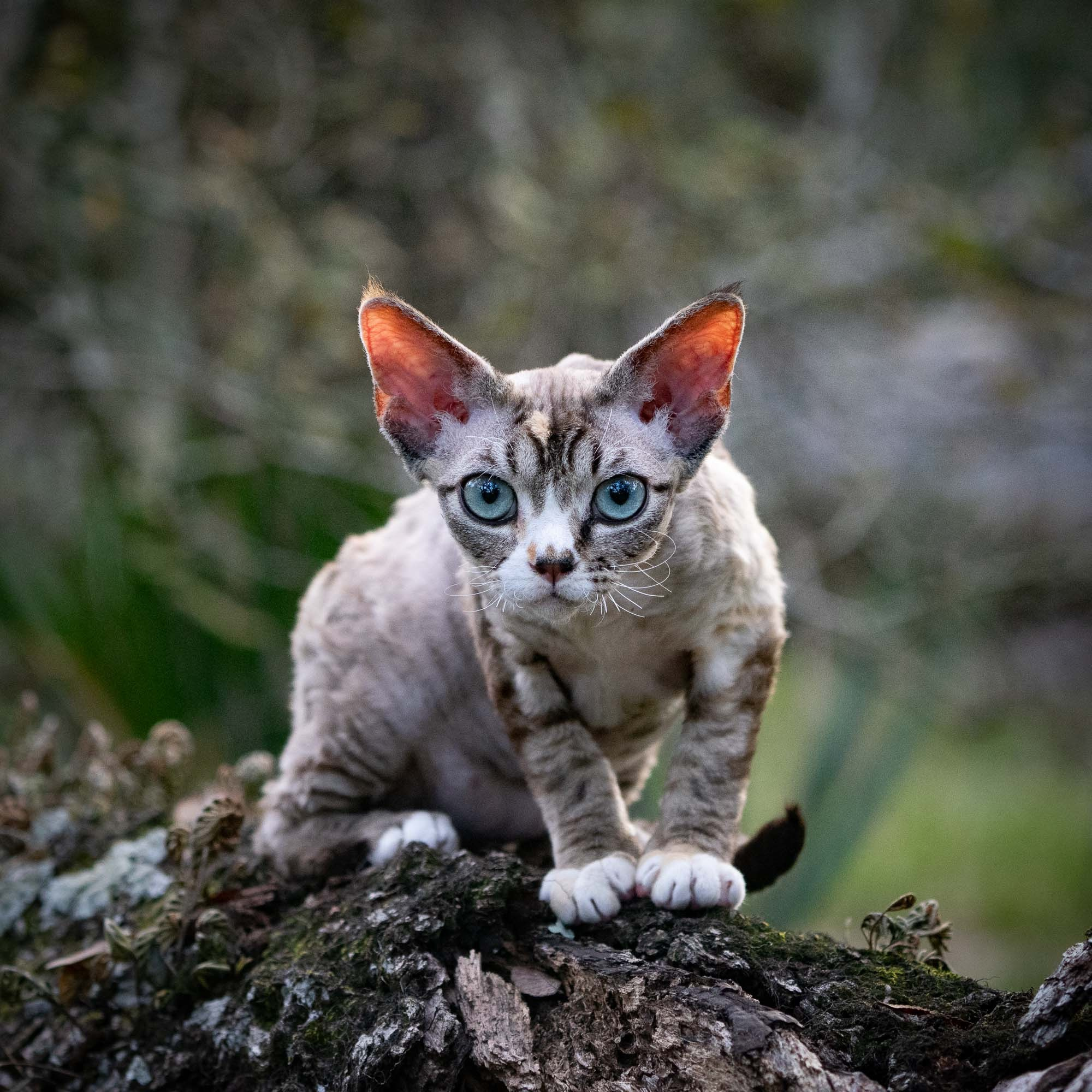 Kasia,  girl, born 07.02.2025. Devon Rex Pixie Cattery