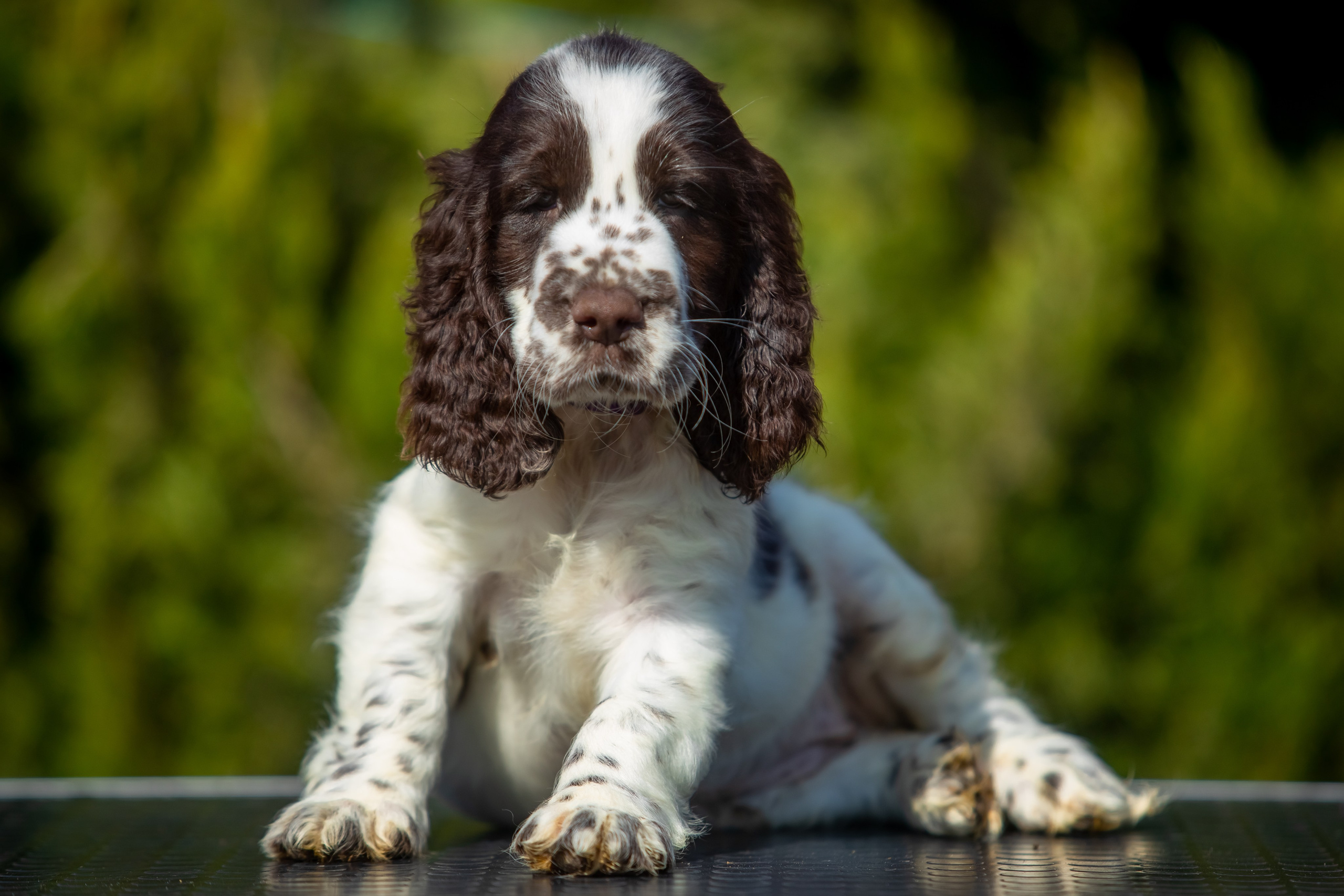 Female — Purple collar💜. Website of the titled stud dog of the Springer Spaniel breed
