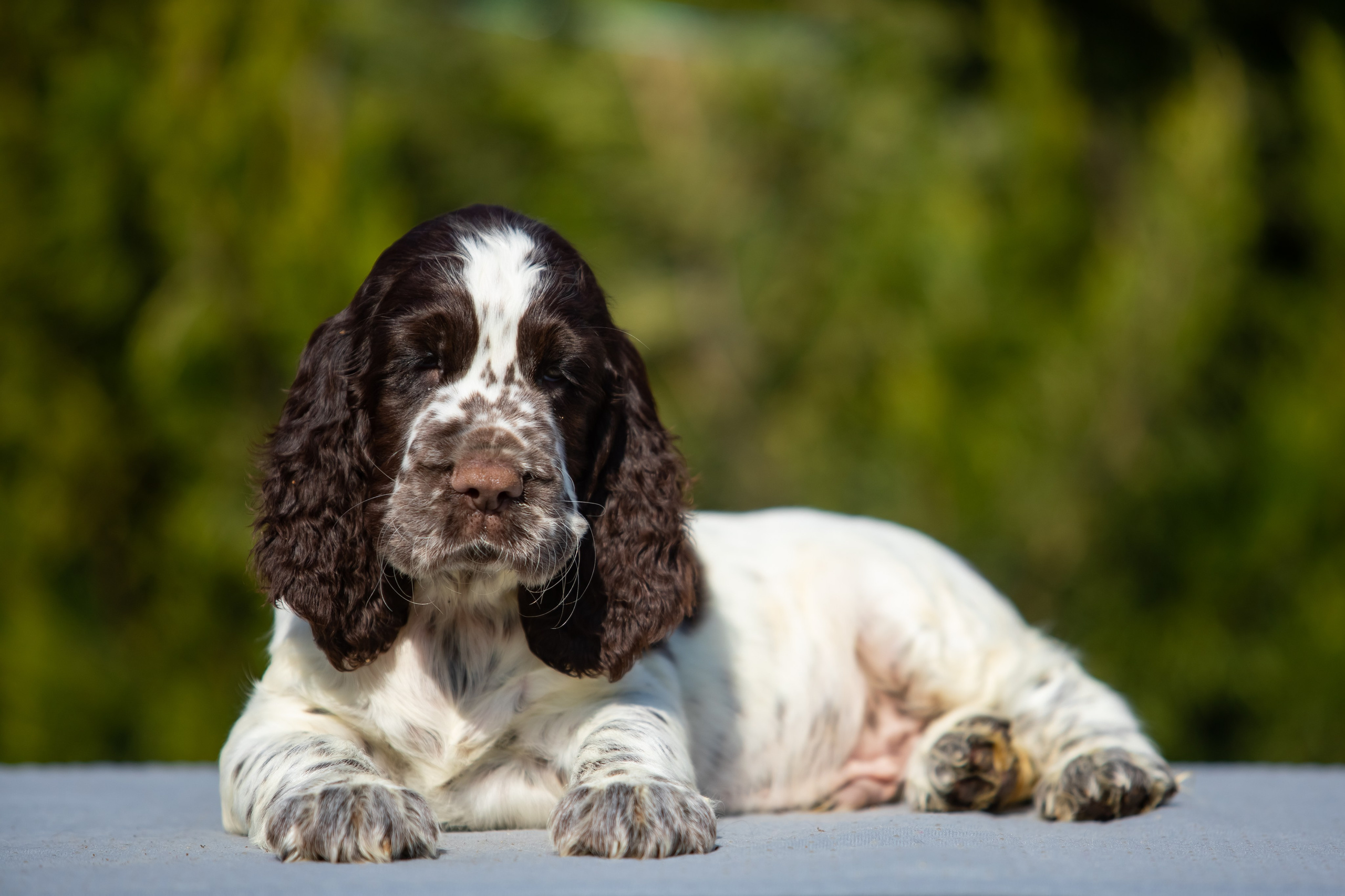 Male — Blue collar 💙. Website of the titled stud dog of the Springer Spaniel breed