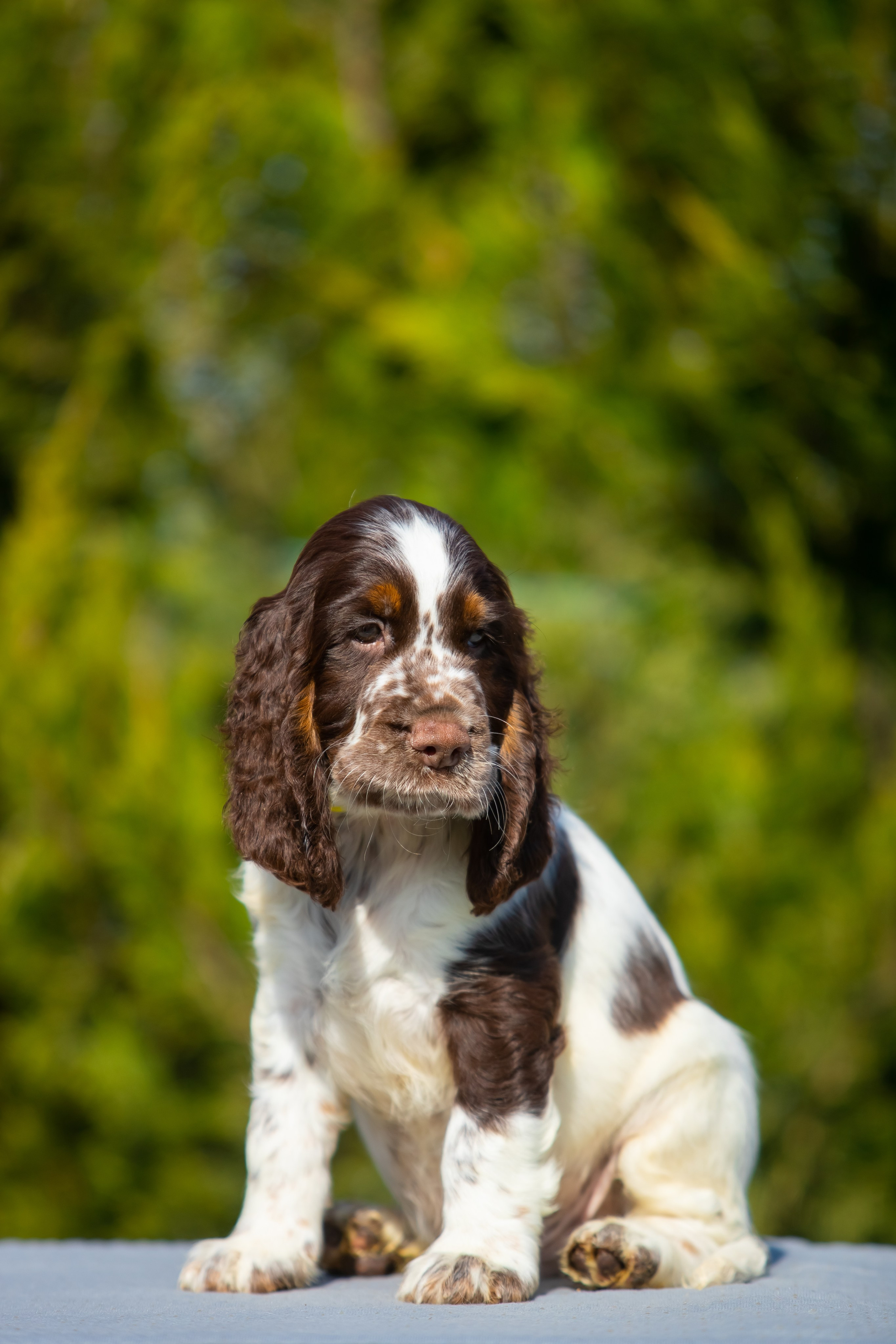 Male — Yellow collar 💛. Website of the titled stud dog of the Springer Spaniel breed
