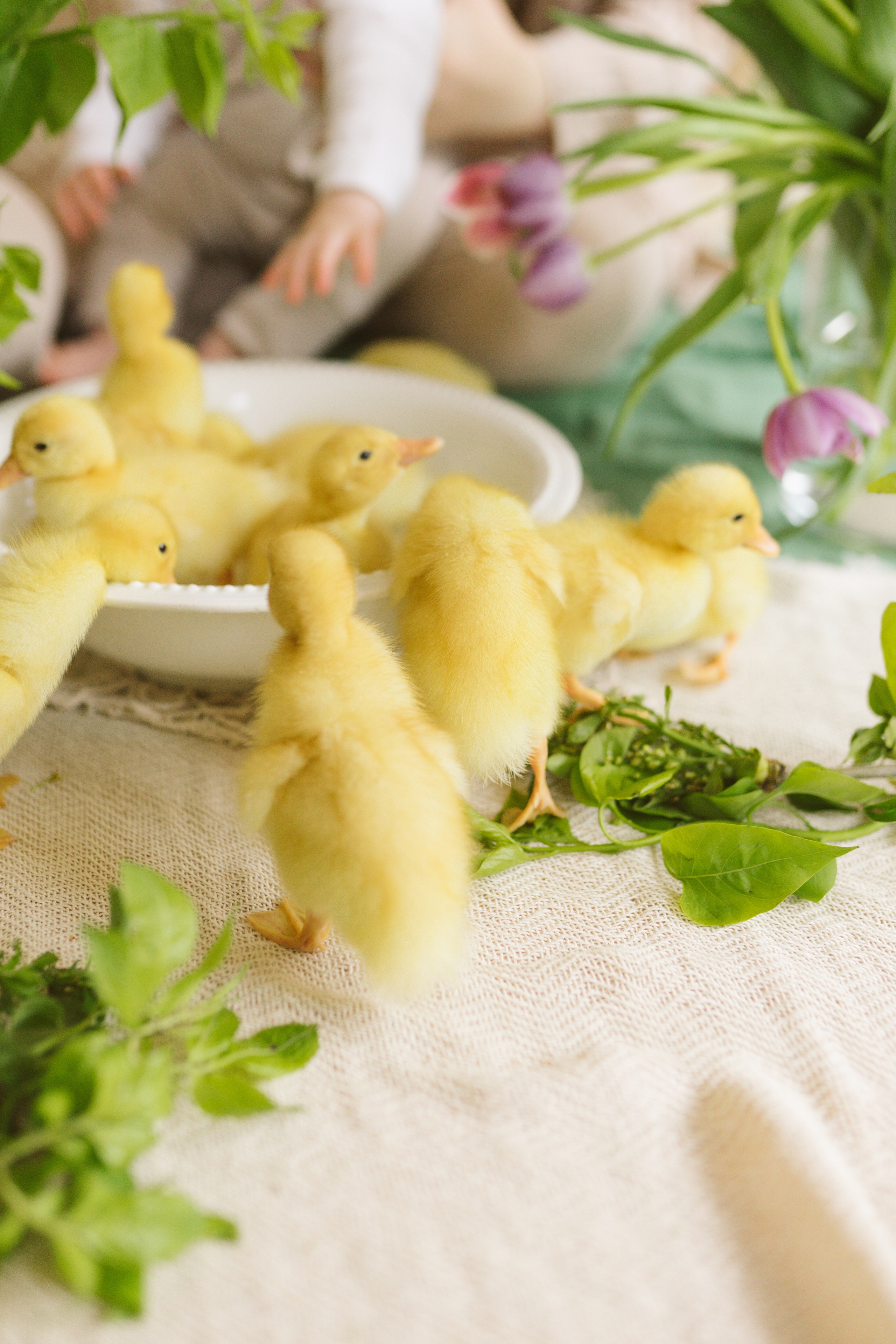 Ședințe Foto de Paște Brașov: Gălbenuș | Mădălina Beda. Madalina Beda- Artist vizual, fotograf, doula la nastere, consultant babywearing Brasov si in toata tara