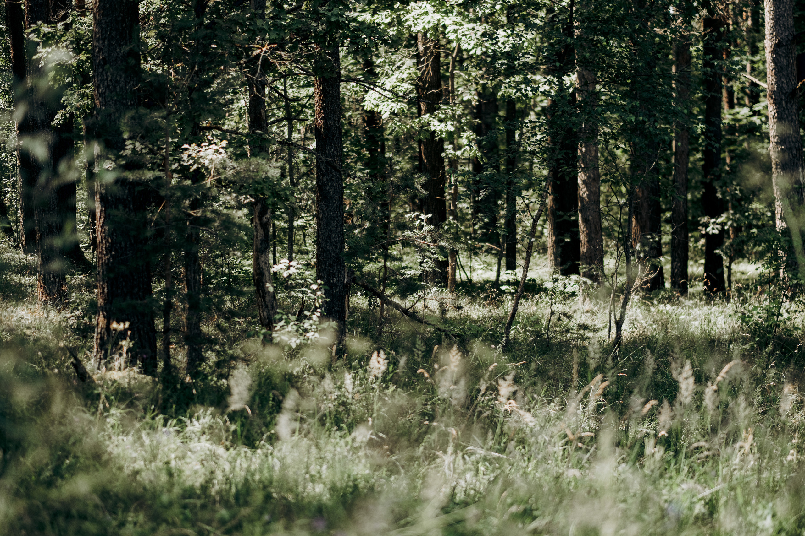 Viktorija + Artūrs | Kāzu fotosesija mežā. Kāzu × Ģimenes notikumu fotografs Edgars Kalniņš
