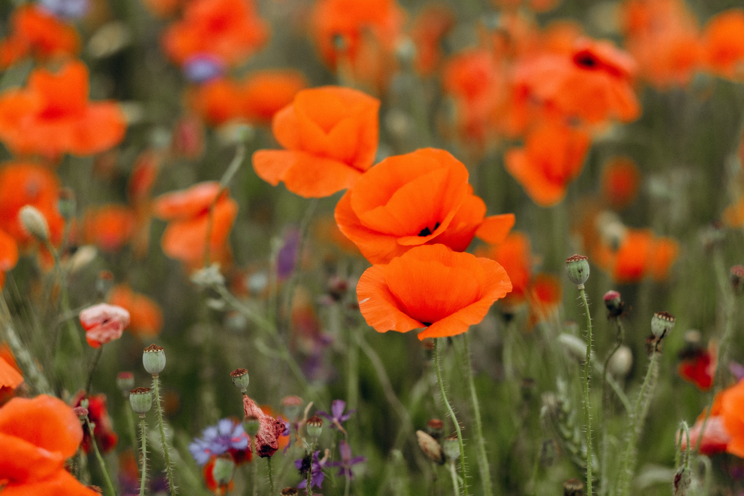 Fotosesija magoņu laukā. Kāzu × Ģimenes notikumu fotografs Edgars Kalniņš