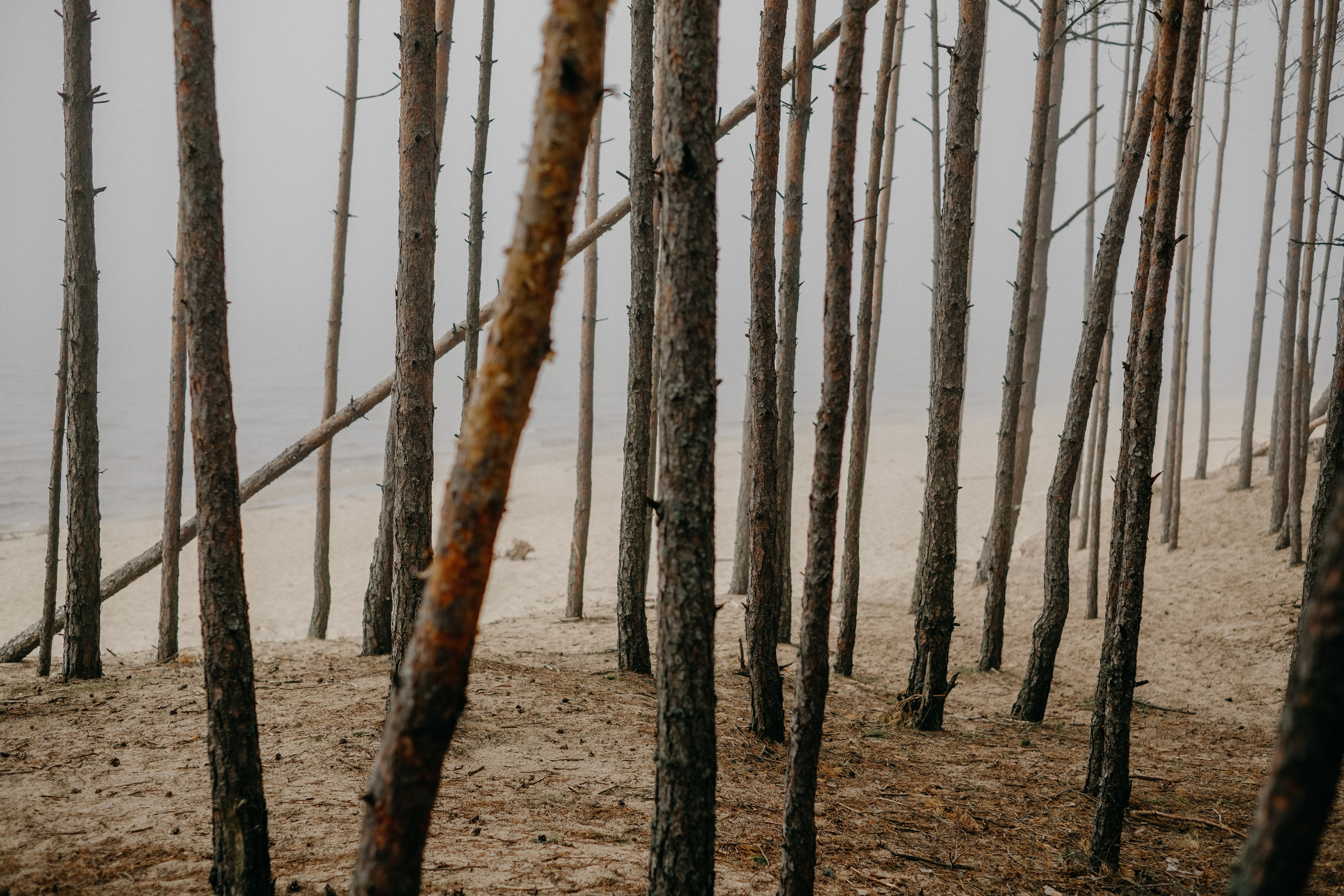 Vējgāzes skats pie Carnikavas pludmales. Izgāstas vējā priedes. 