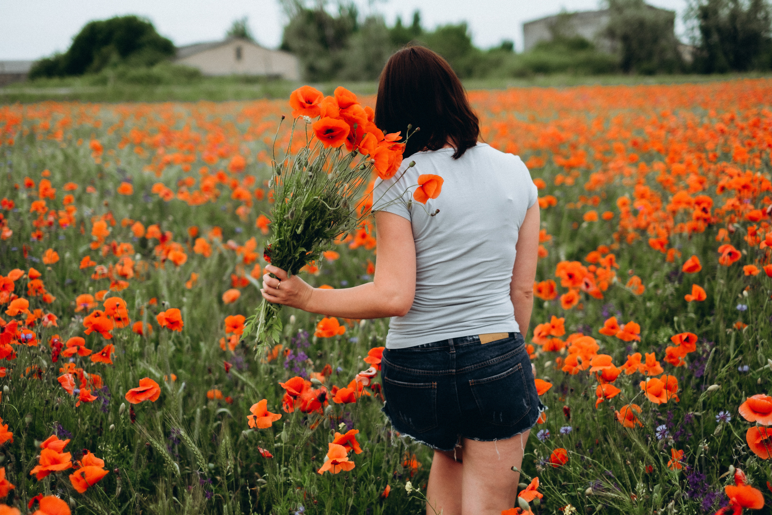 Fotosesija magoņu laukā. Kāzu × Ģimenes notikumu fotografs Edgars Kalniņš