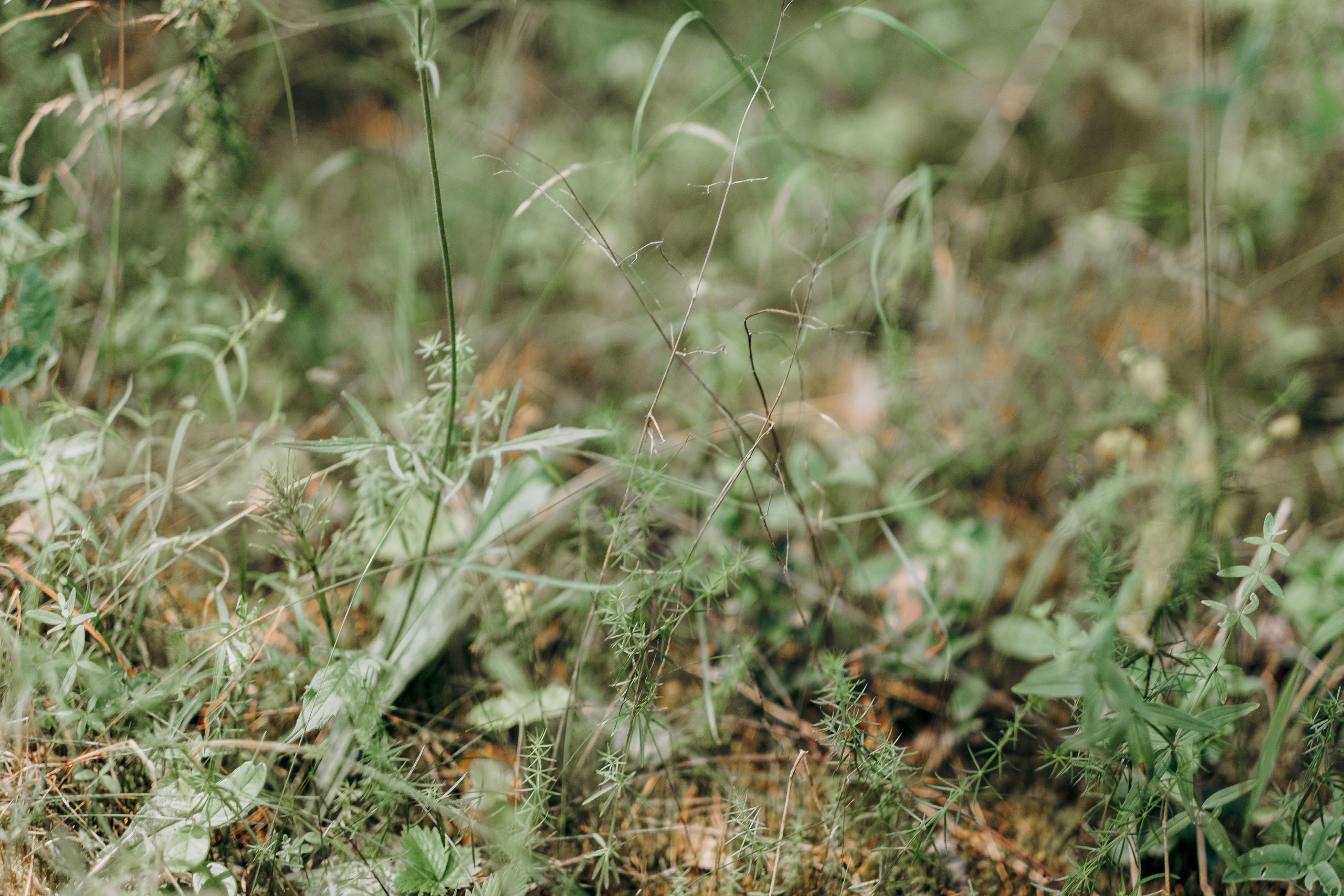 Viktorija + Artūrs | Kāzu fotosesija mežā. Kāzu × Ģimenes notikumu fotografs Edgars Kalniņš