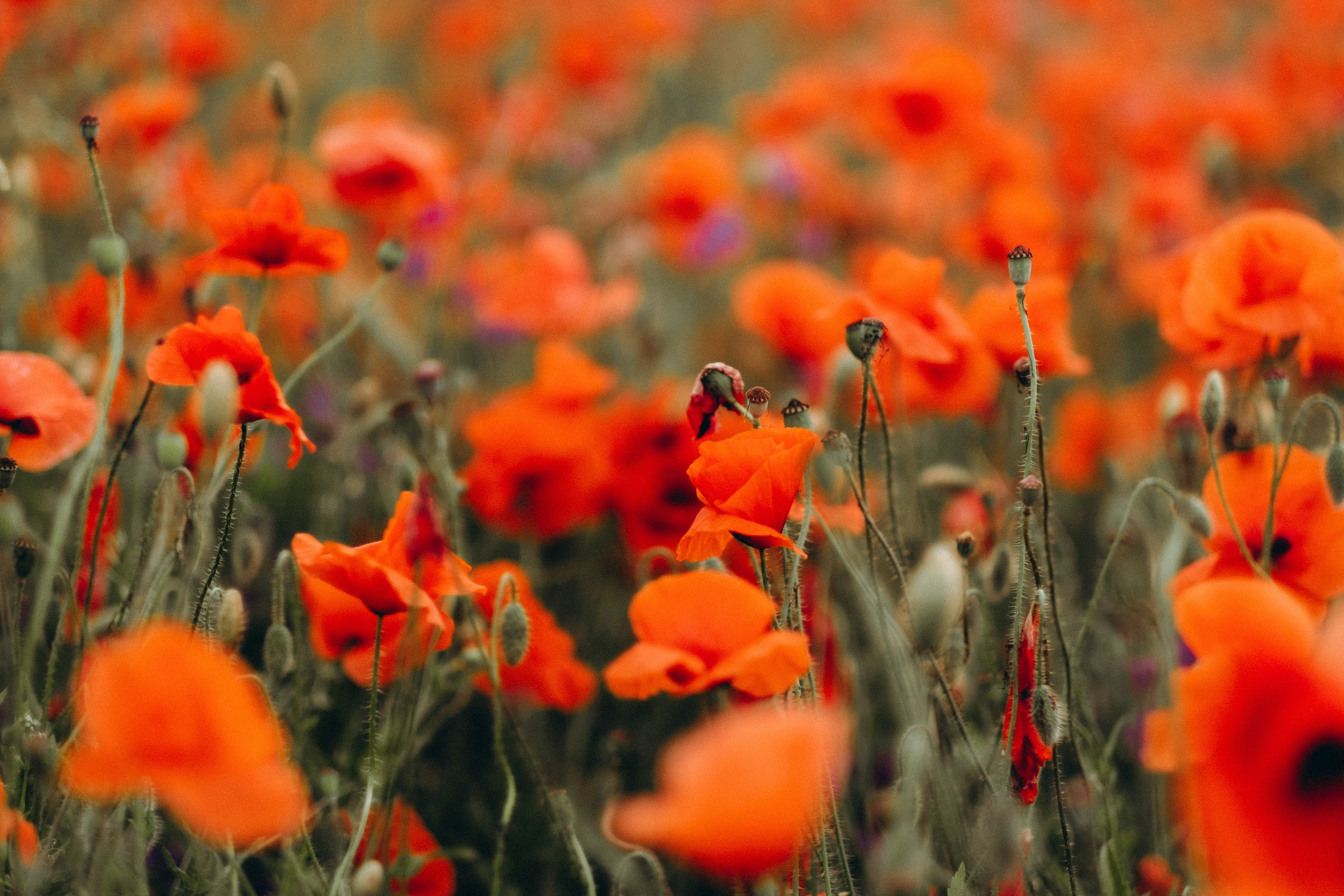Fotosesija magoņu laukā. Kāzu × Ģimenes notikumu fotografs Edgars Kalniņš