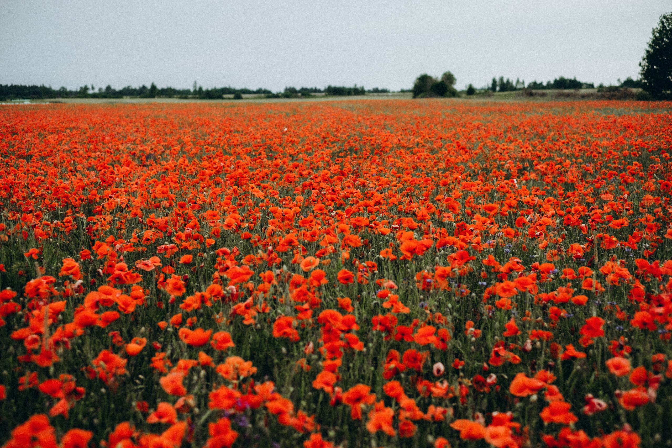 Fotosesija magoņu laukā. Kāzu × Ģimenes notikumu fotografs Edgars Kalniņš