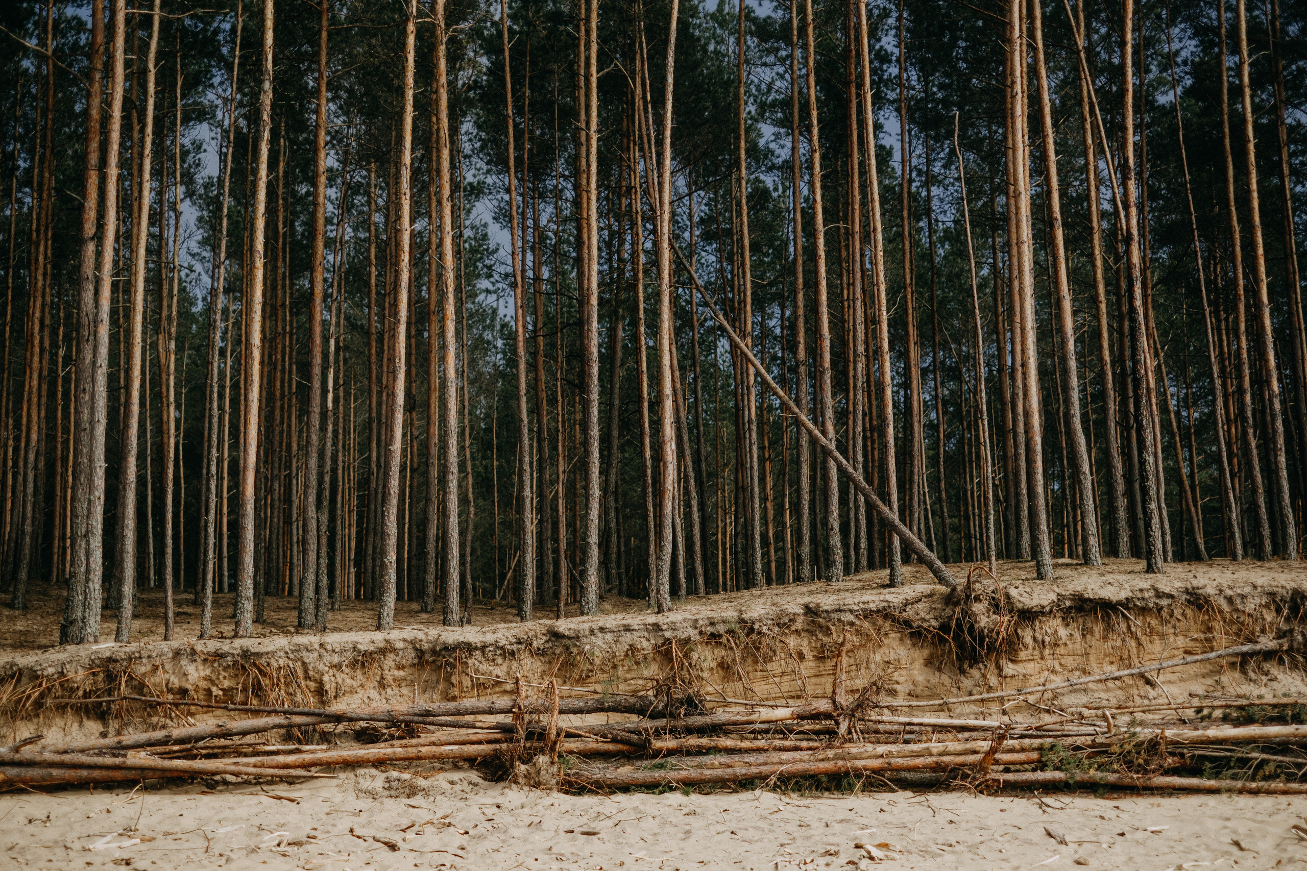 Aiga + Juris / 2021 Kāzu fotosesija pie jūras Carnikavā. Kāzu × Ģimenes notikumu fotografs Edgars Kalniņš