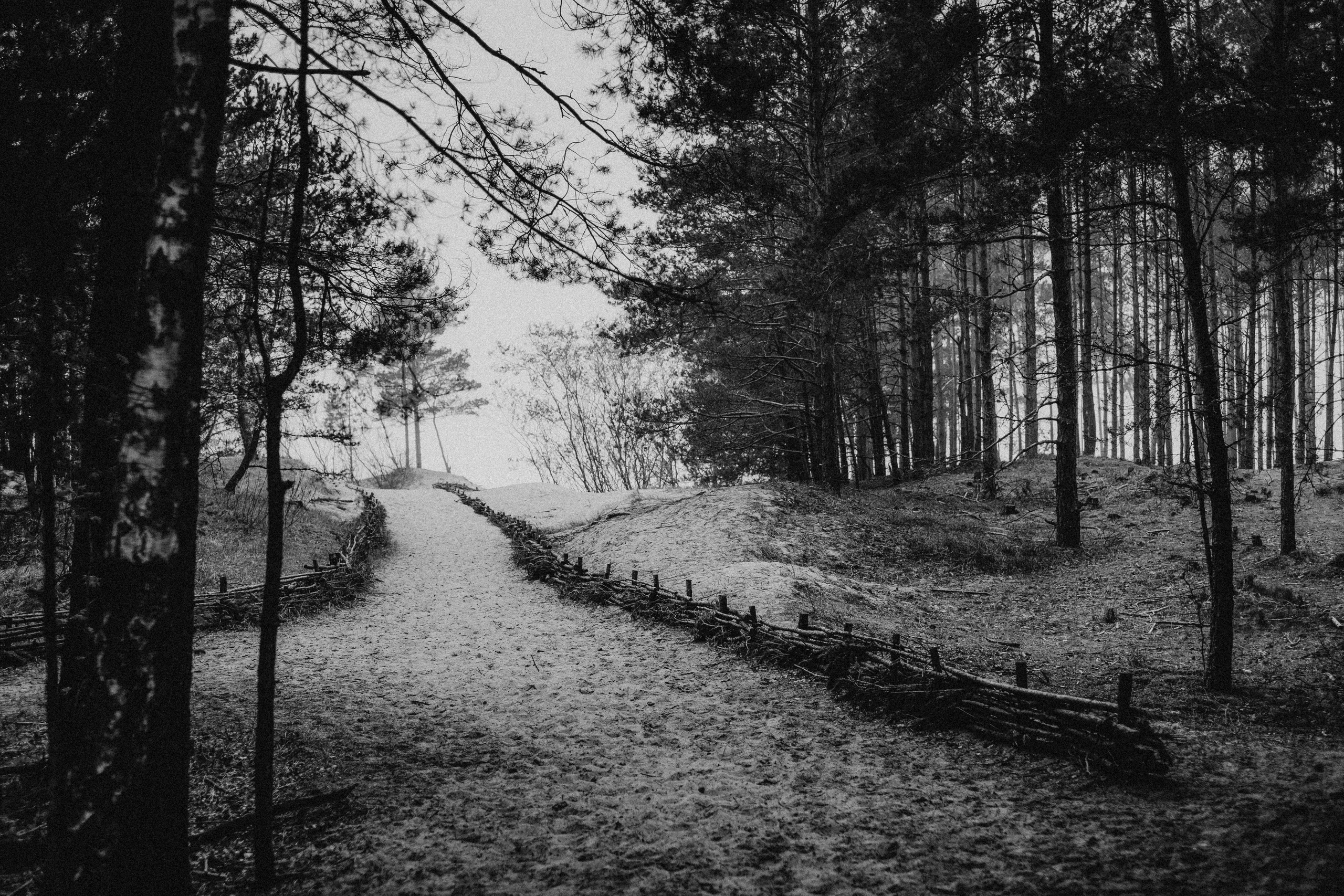 Kāpas Carnikavas pludmalē pie Baltijas jūras. Melnbalts foto ar kāpām pilnu priežu silu un smiltīm. 