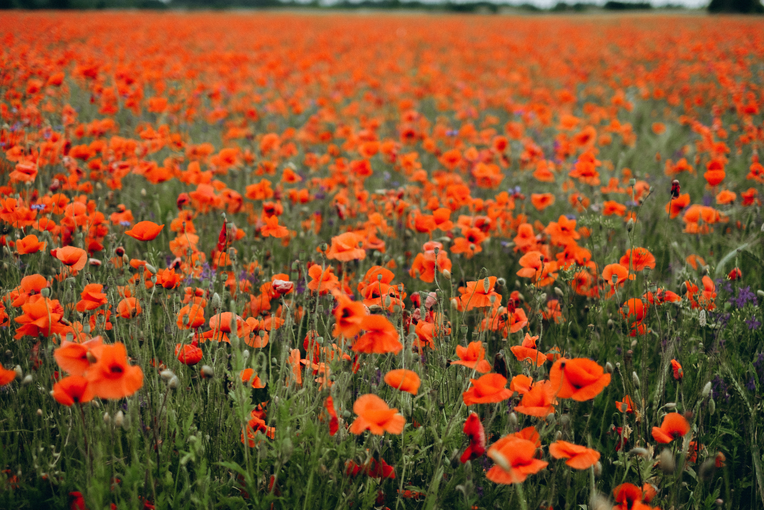 Fotosesija magoņu laukā. Kāzu × Ģimenes notikumu fotografs Edgars Kalniņš