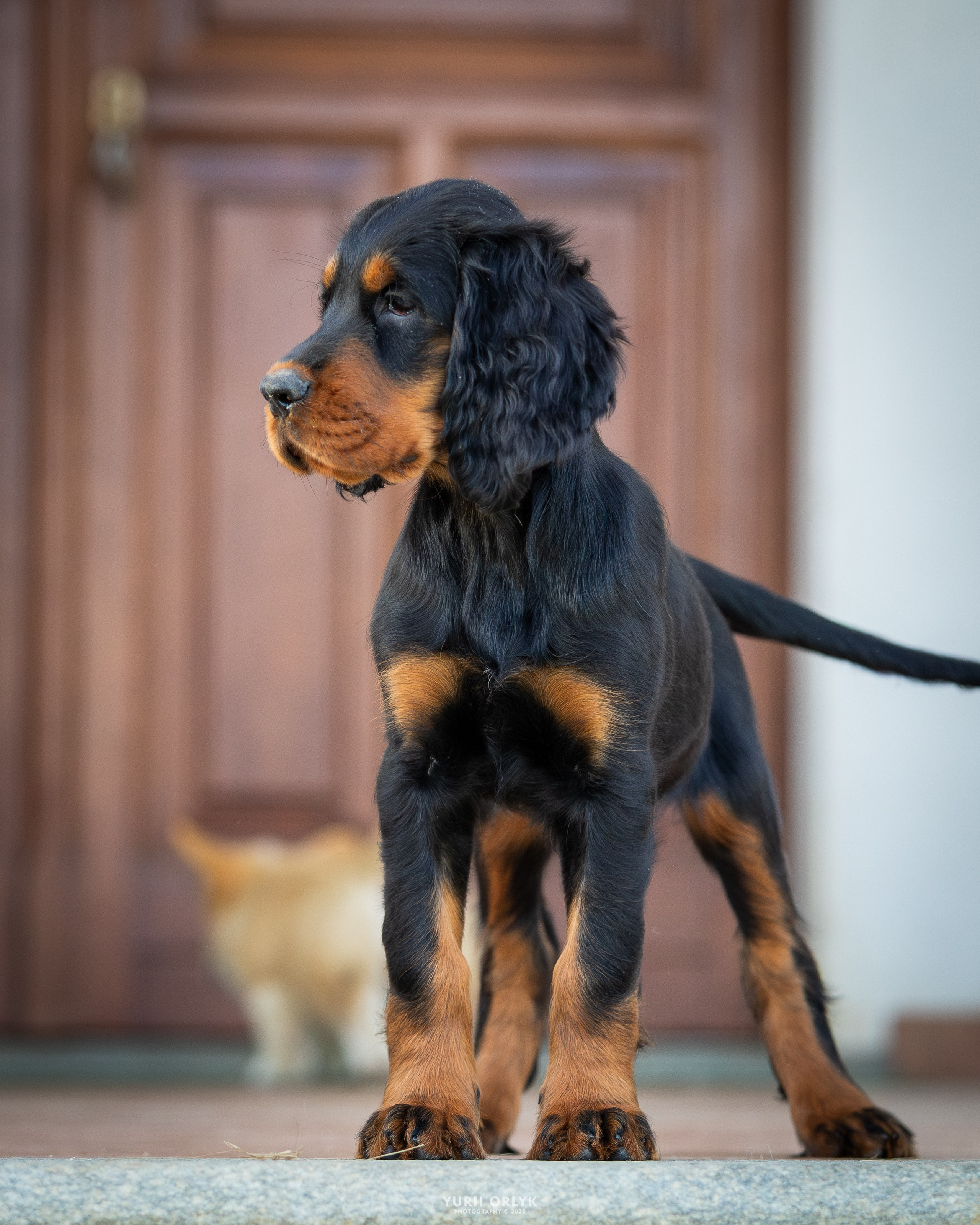 Puppies. Yurii Orlyk Photography