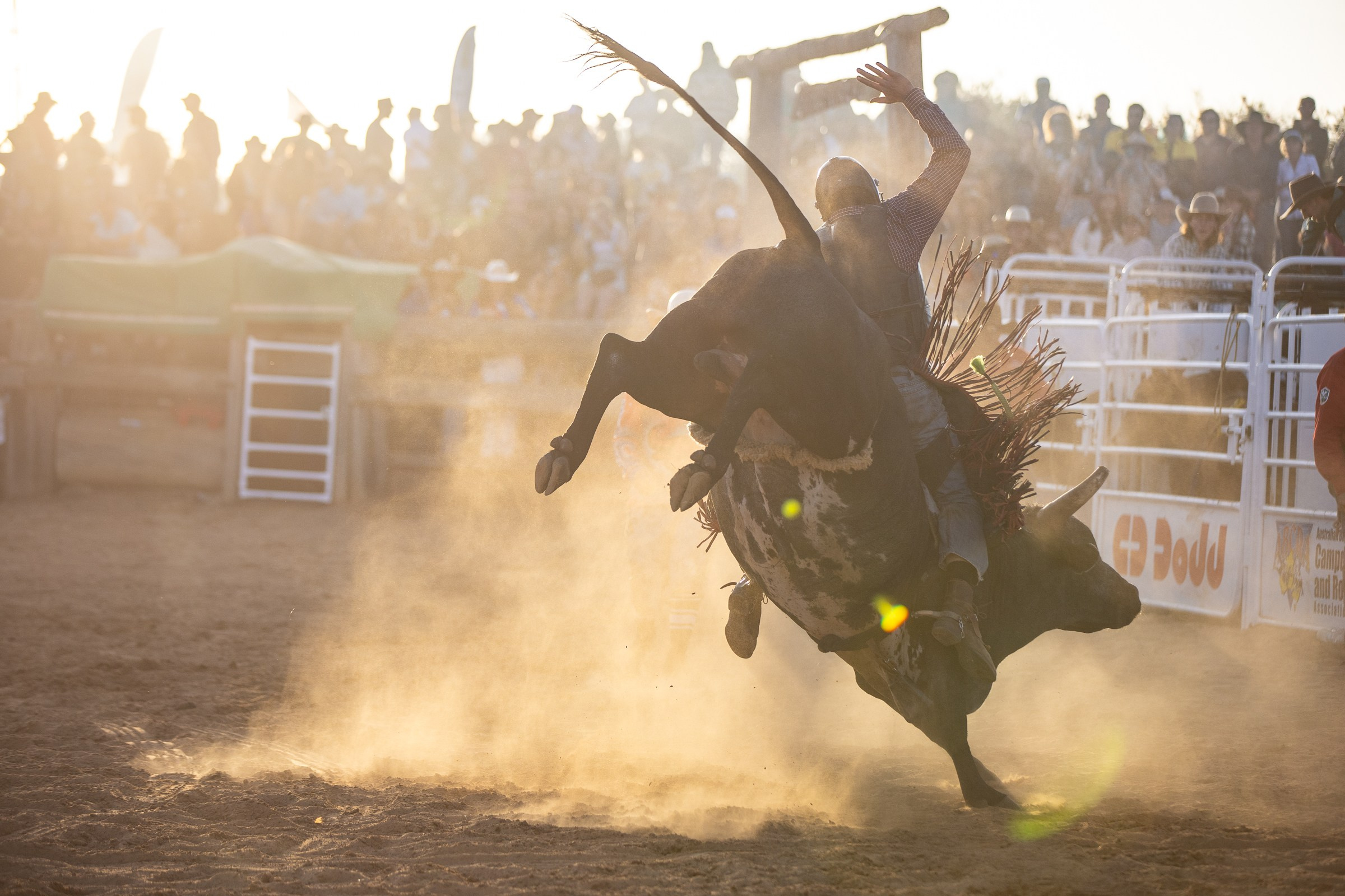 Selection of photos from different rodeos