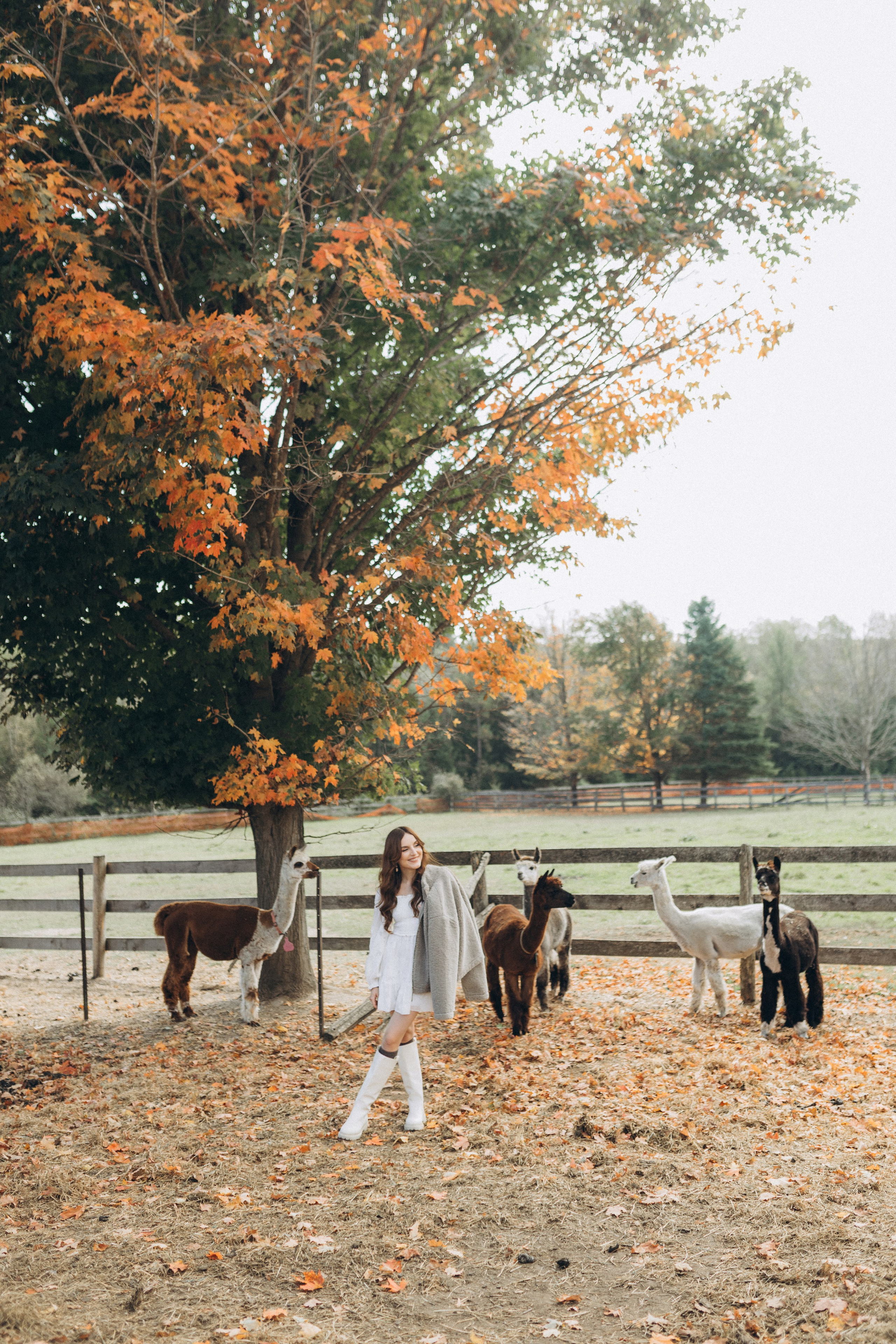 Alpacas Farm. Chernenko.photography