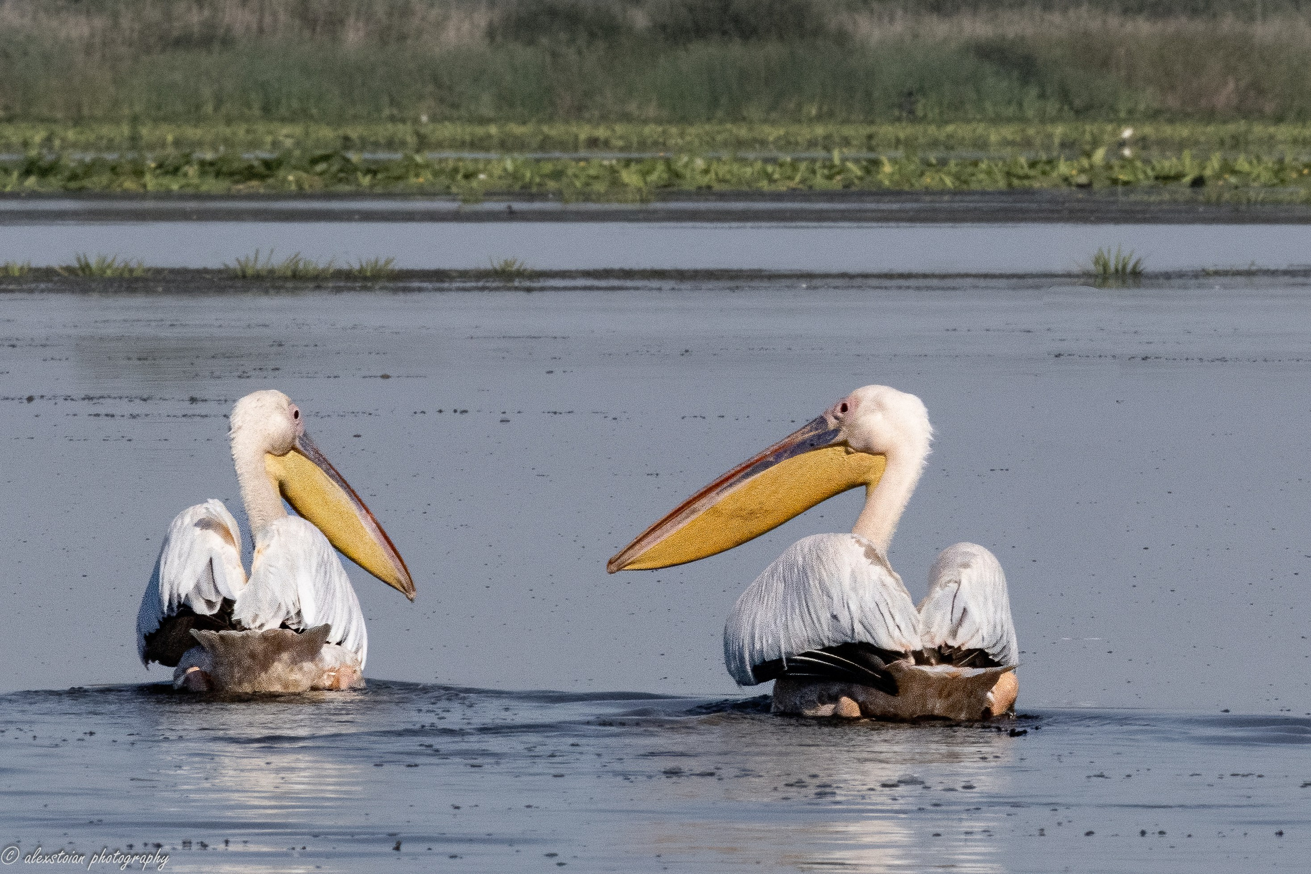 Delta Dunarii. Http://www.alexphoto.ro