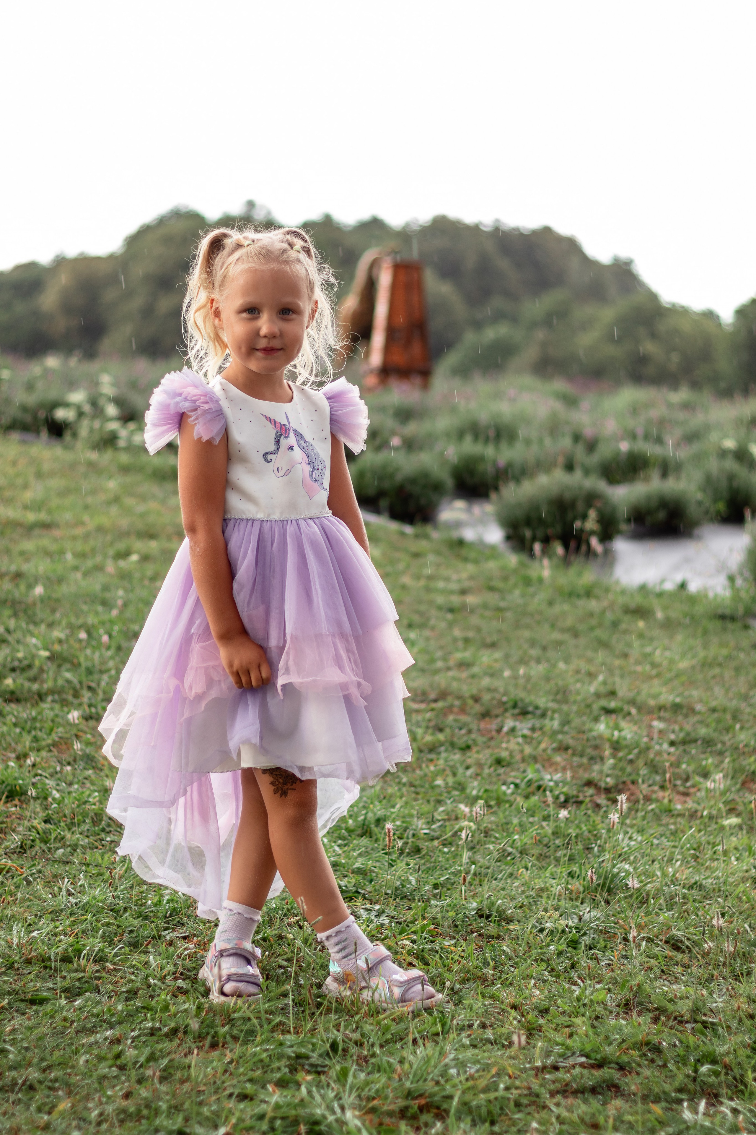 Лавандовое поле