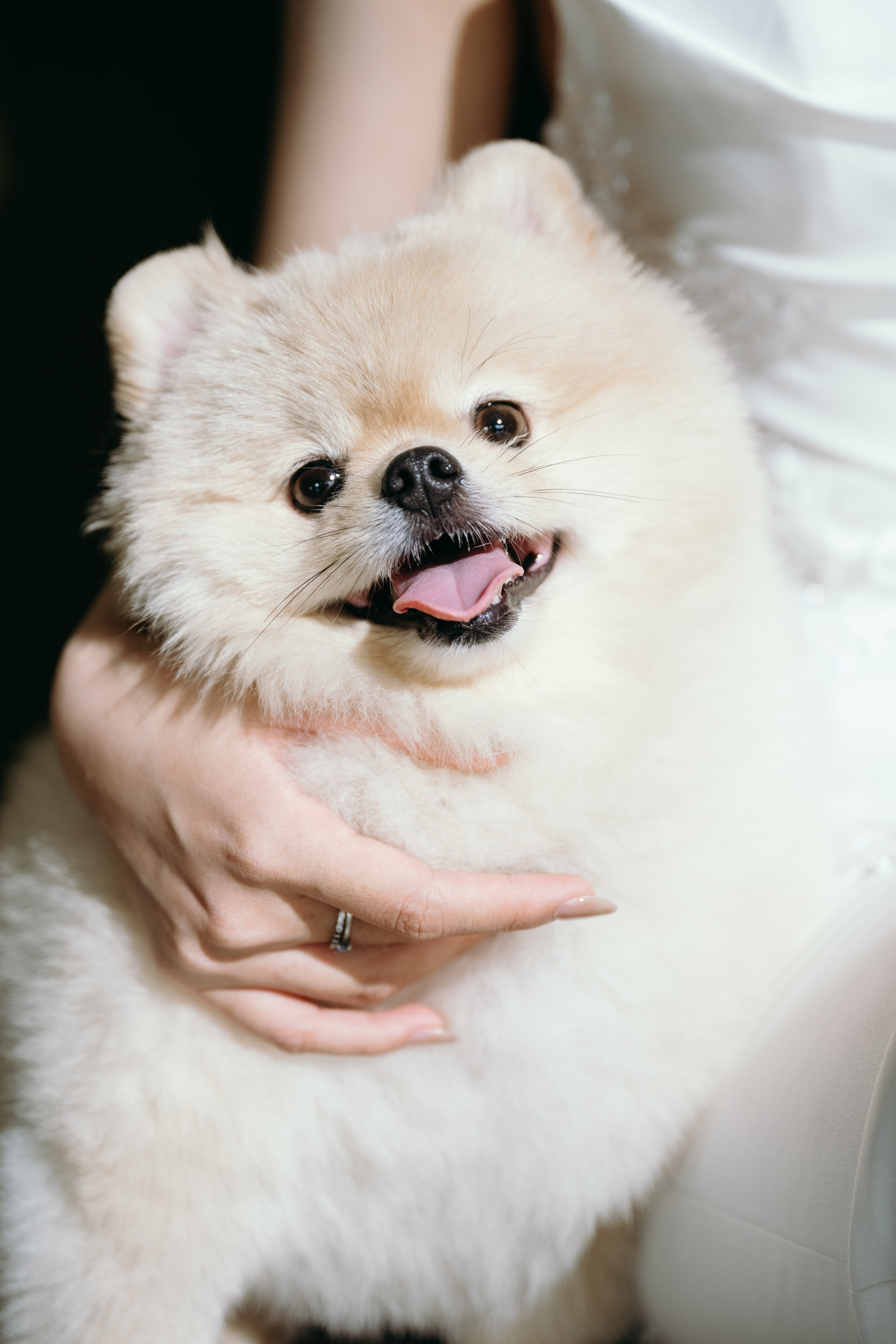 N.A wedding photoshoot in studio