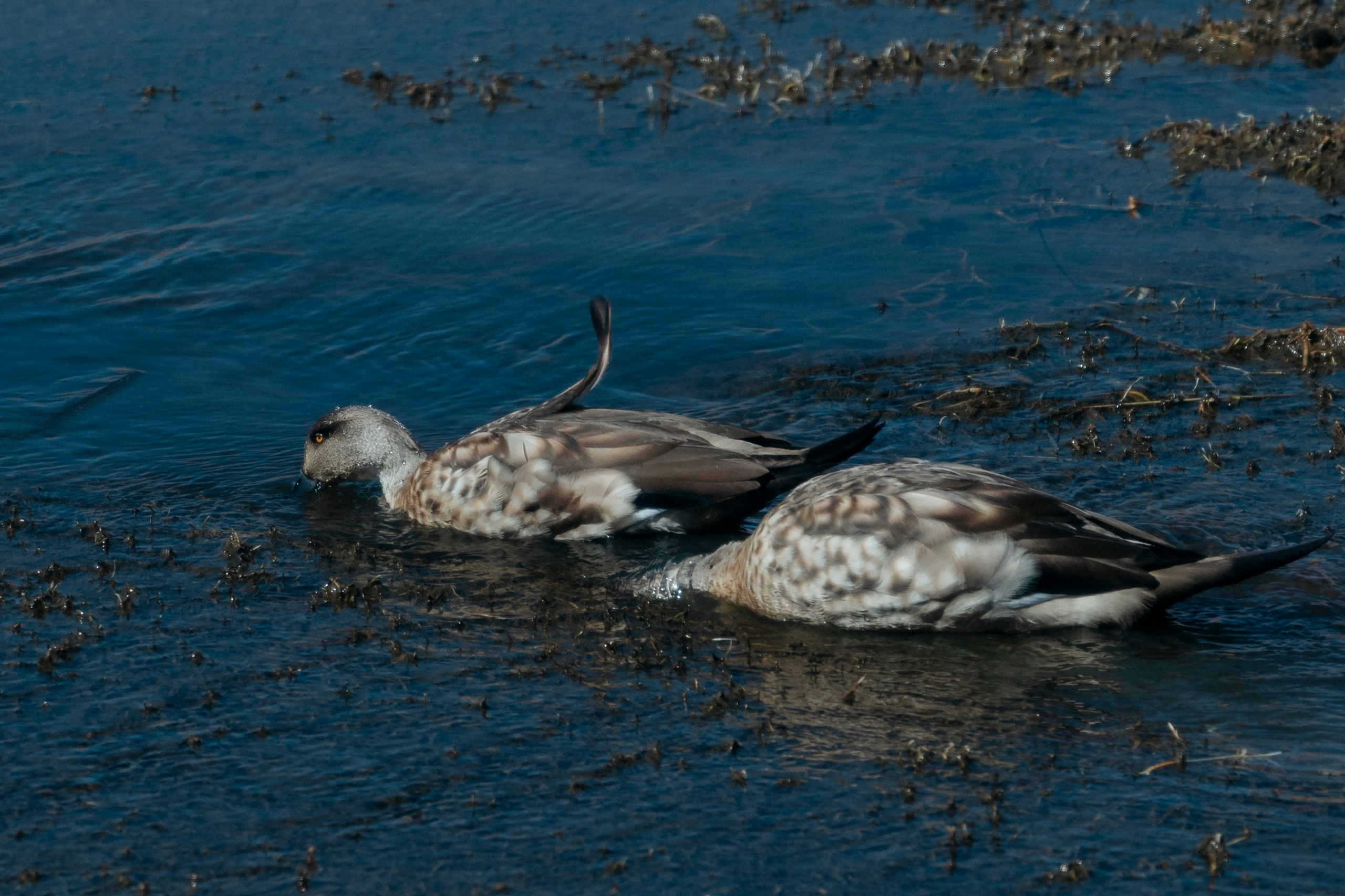 Geyser El Tatio (cobertura en tour privado). Principal