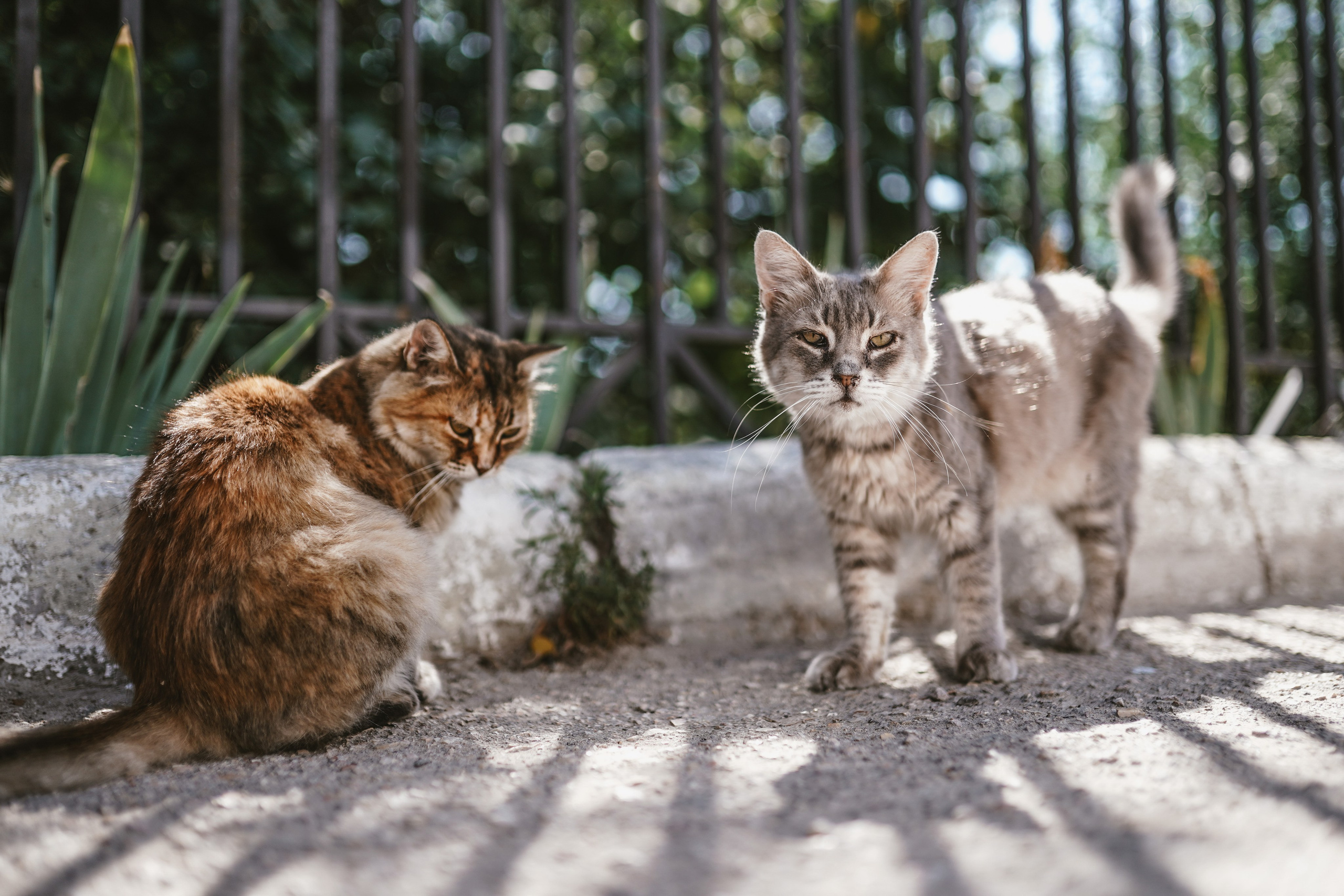 Кот шпедингера. Стрит-фотография, полная абсурда, идиотизма и красоты