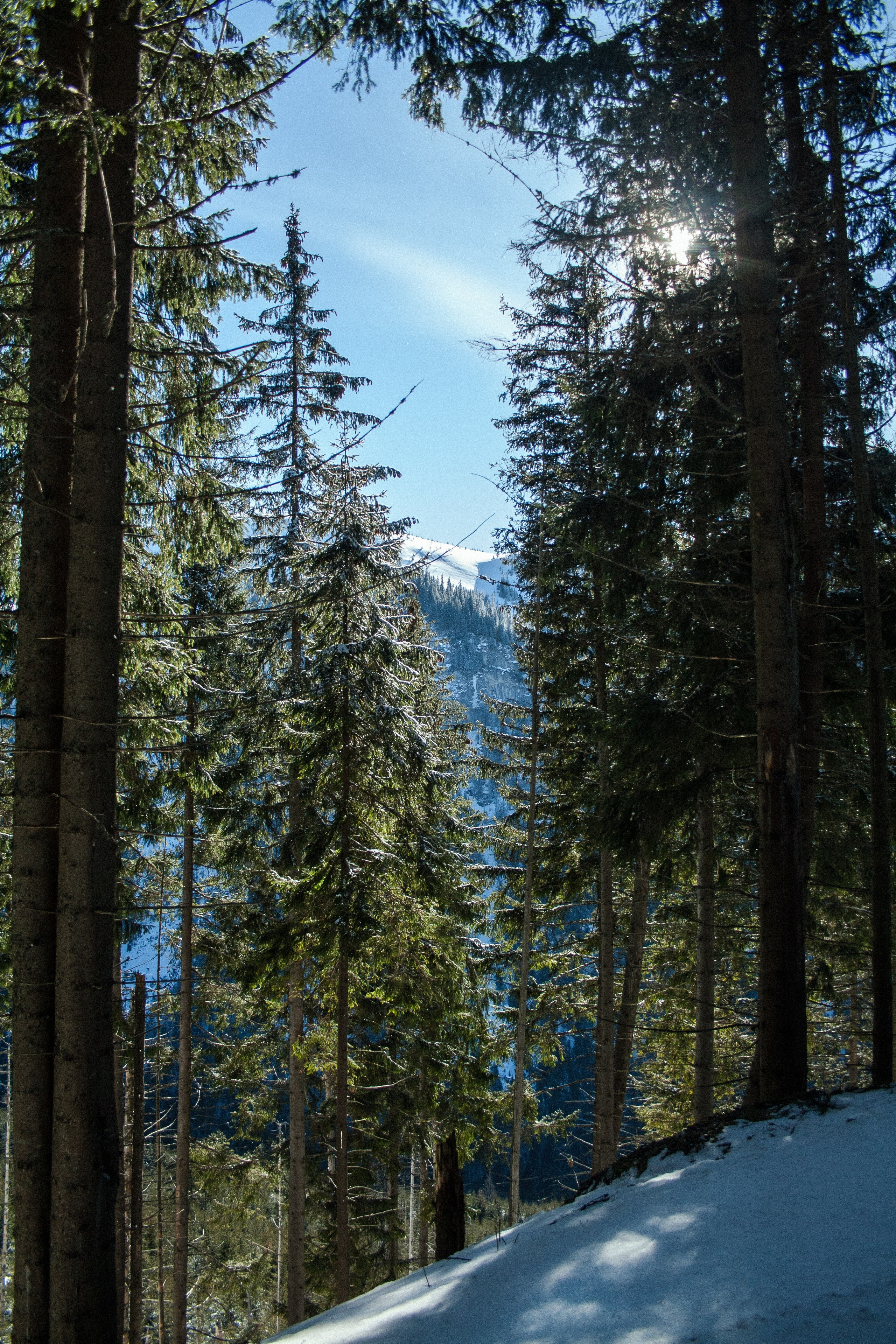 Mountain landscapes. Portrait and still life photographer. Designer, photographer, and illustrator