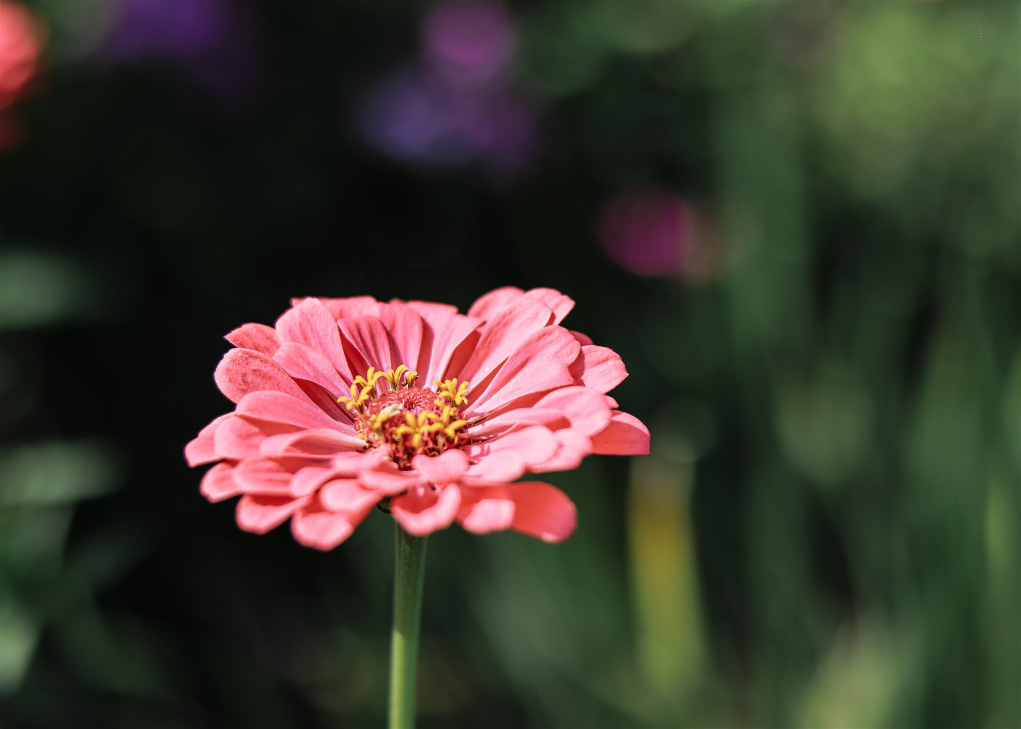 Classic Pakistani wedding. Wedding Photo & Video
