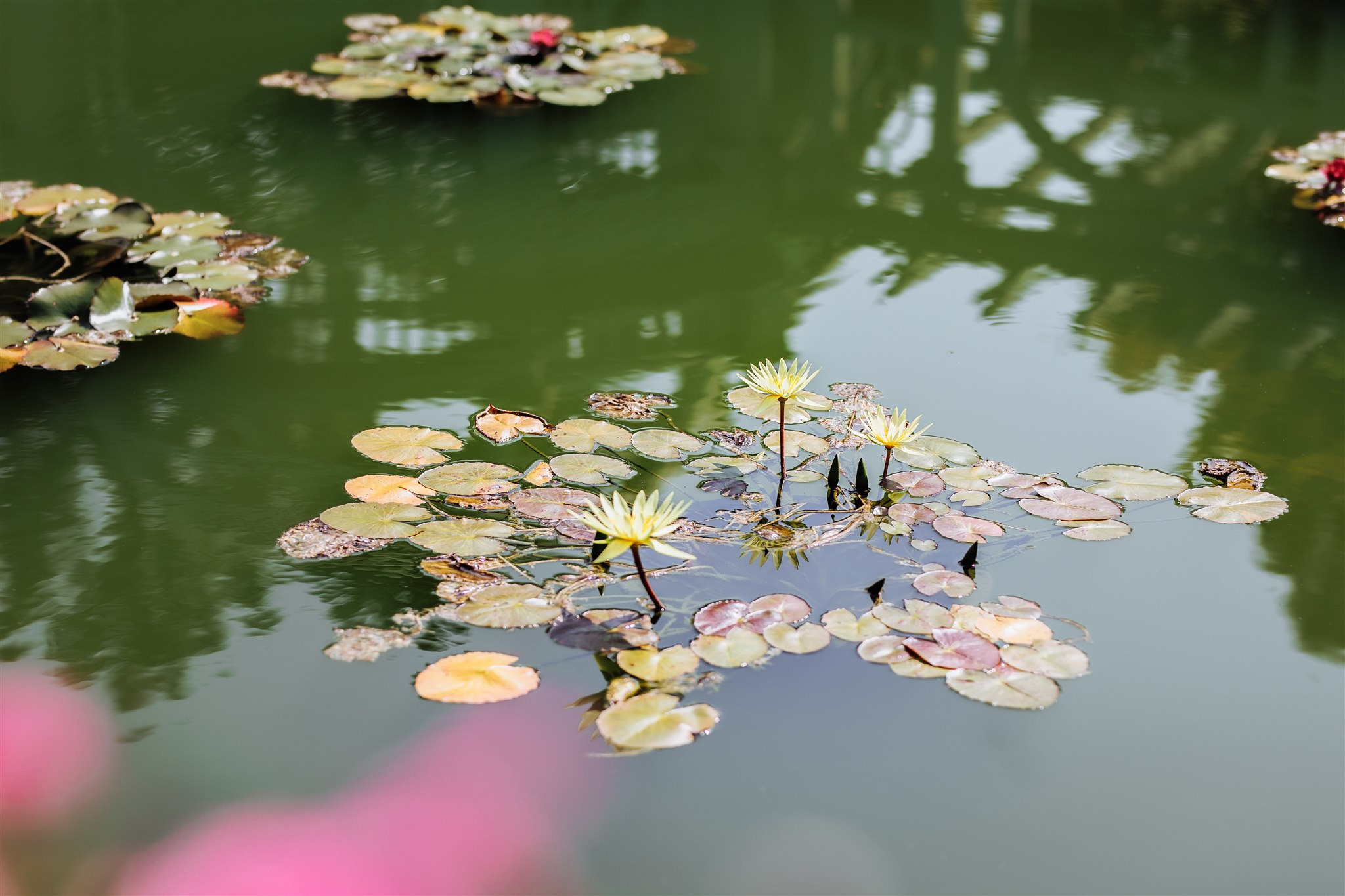 Classic Pakistani wedding. Wedding Photo & Video