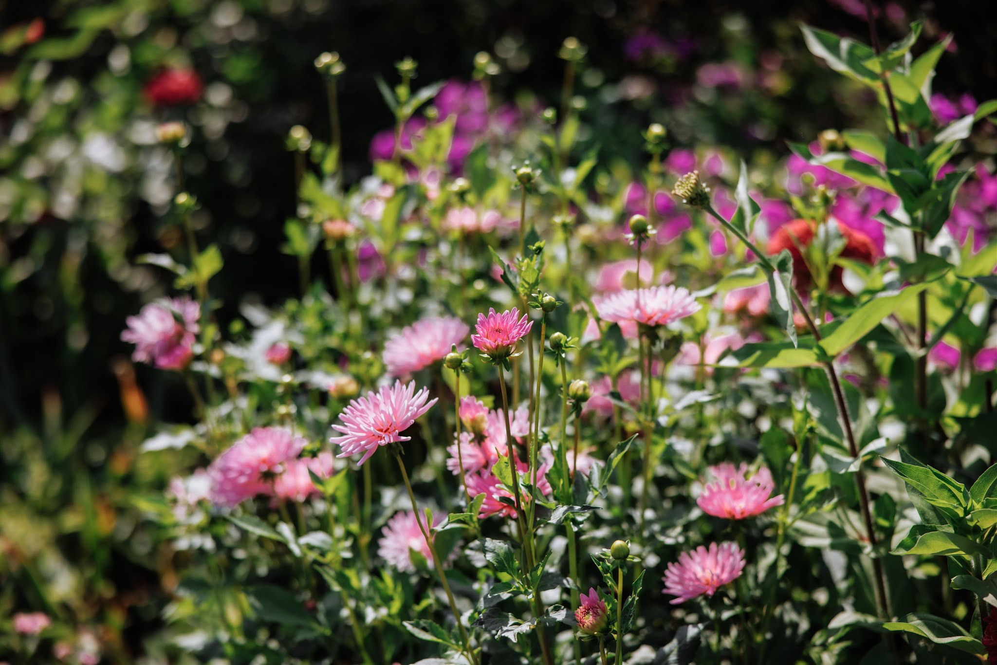 Classic Pakistani wedding. Wedding Photo & Video
