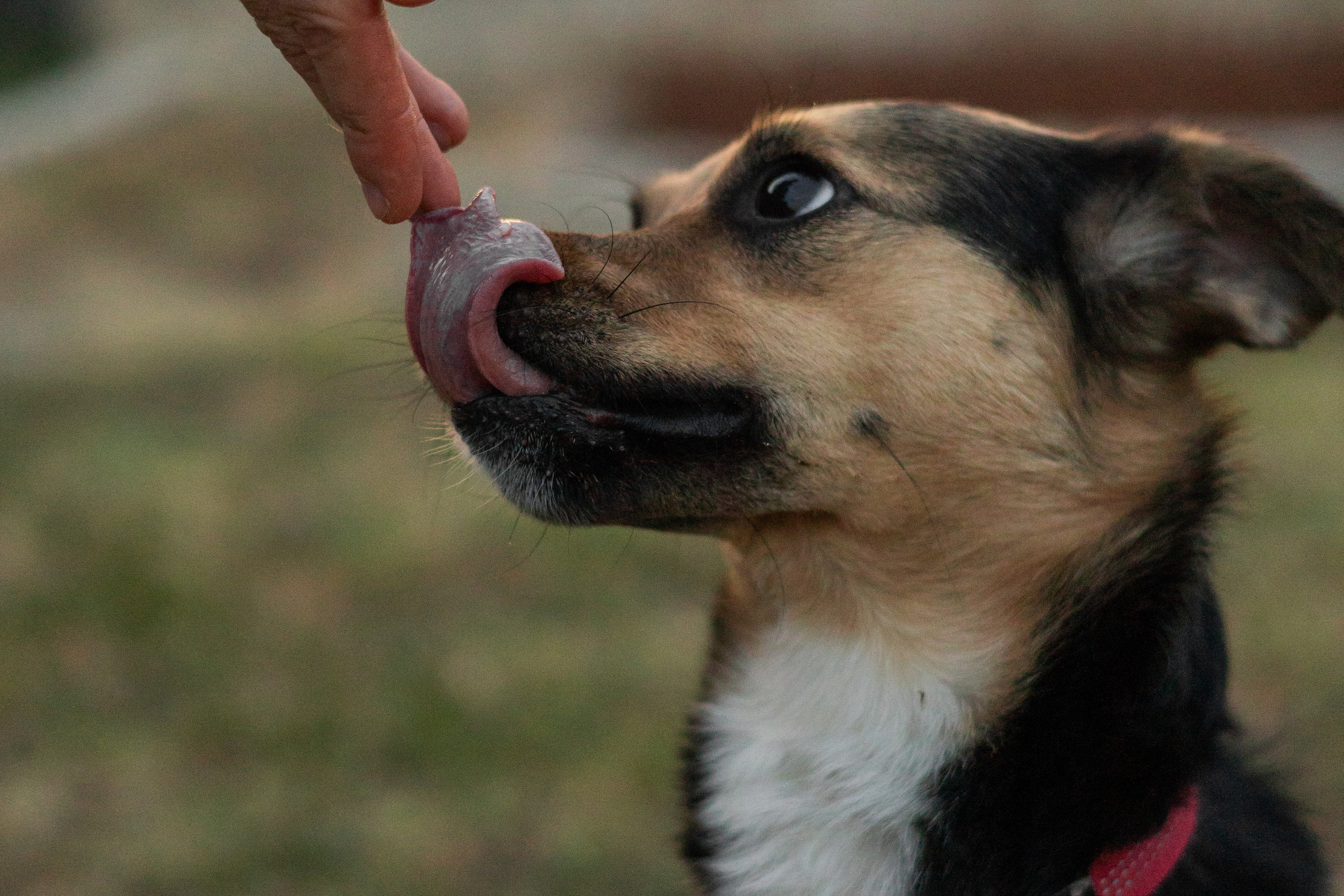 Настя, Денис и Мося. Фотограф-анималист | Белград