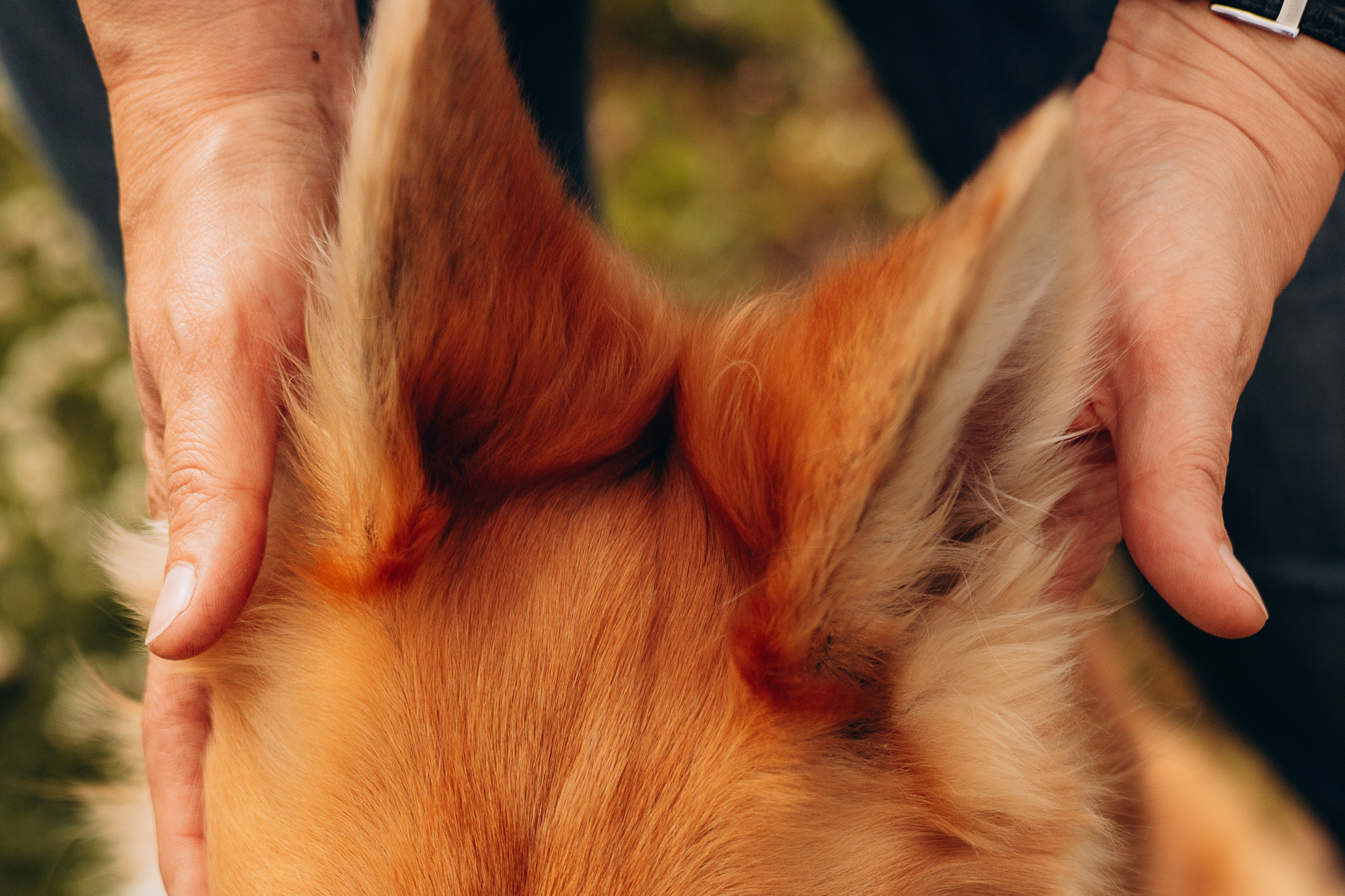 Максим, Наталья и Тим. Фотограф-анималист | Белград
