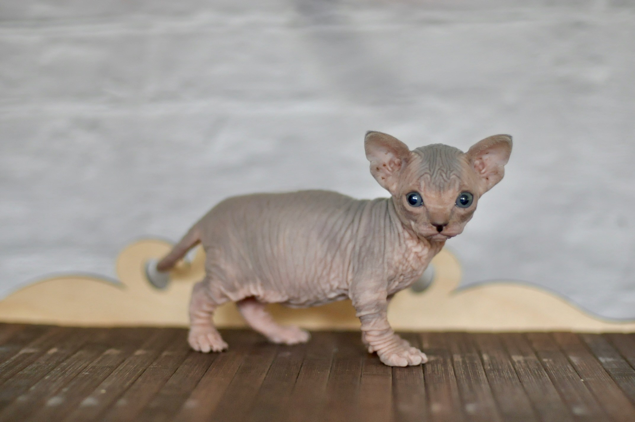 A cattery of Canadian Sphynx breed, located in Limassol, Cyprus