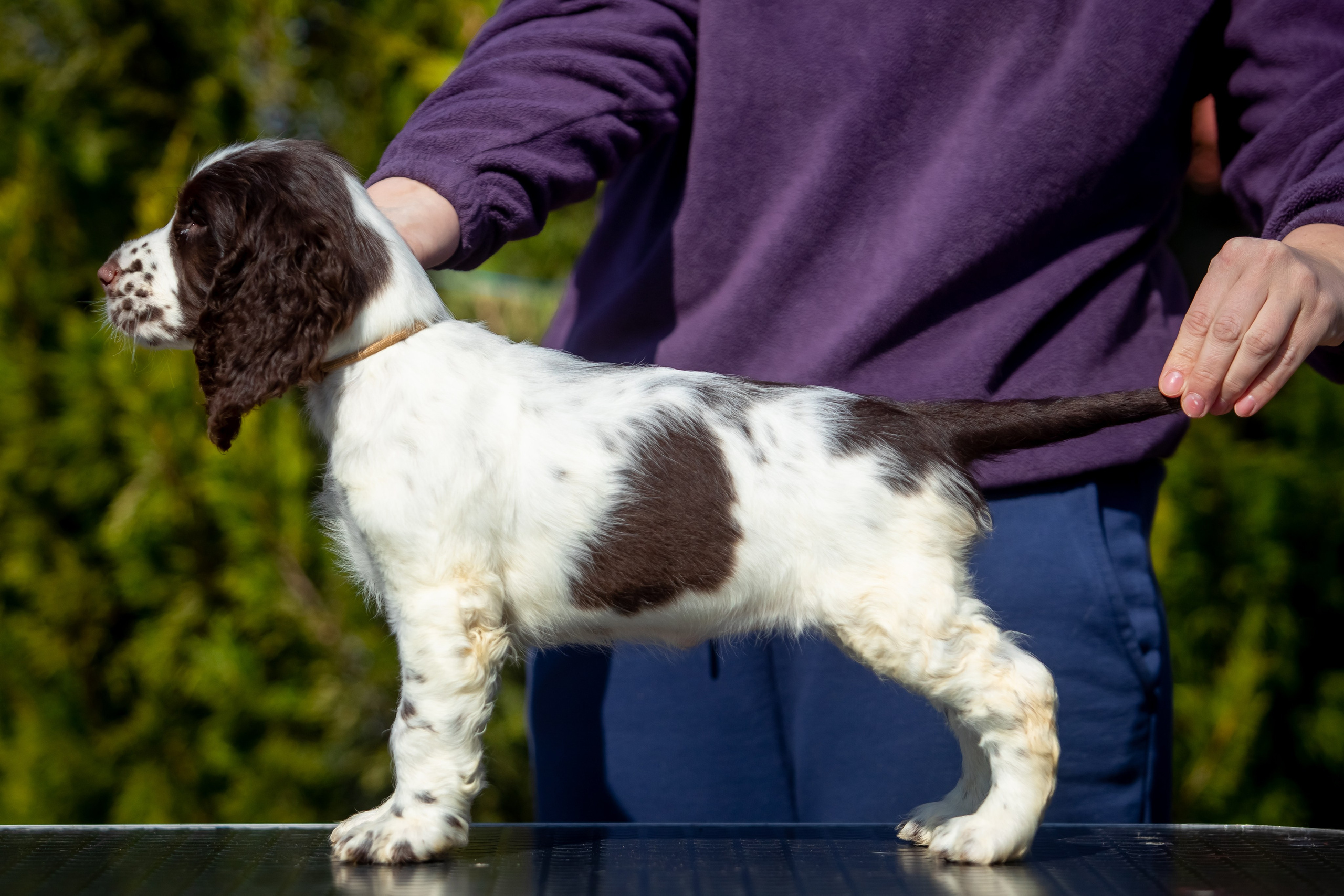 Female — Grey collar 🩶. Website of the titled stud dog of the Springer Spaniel breed