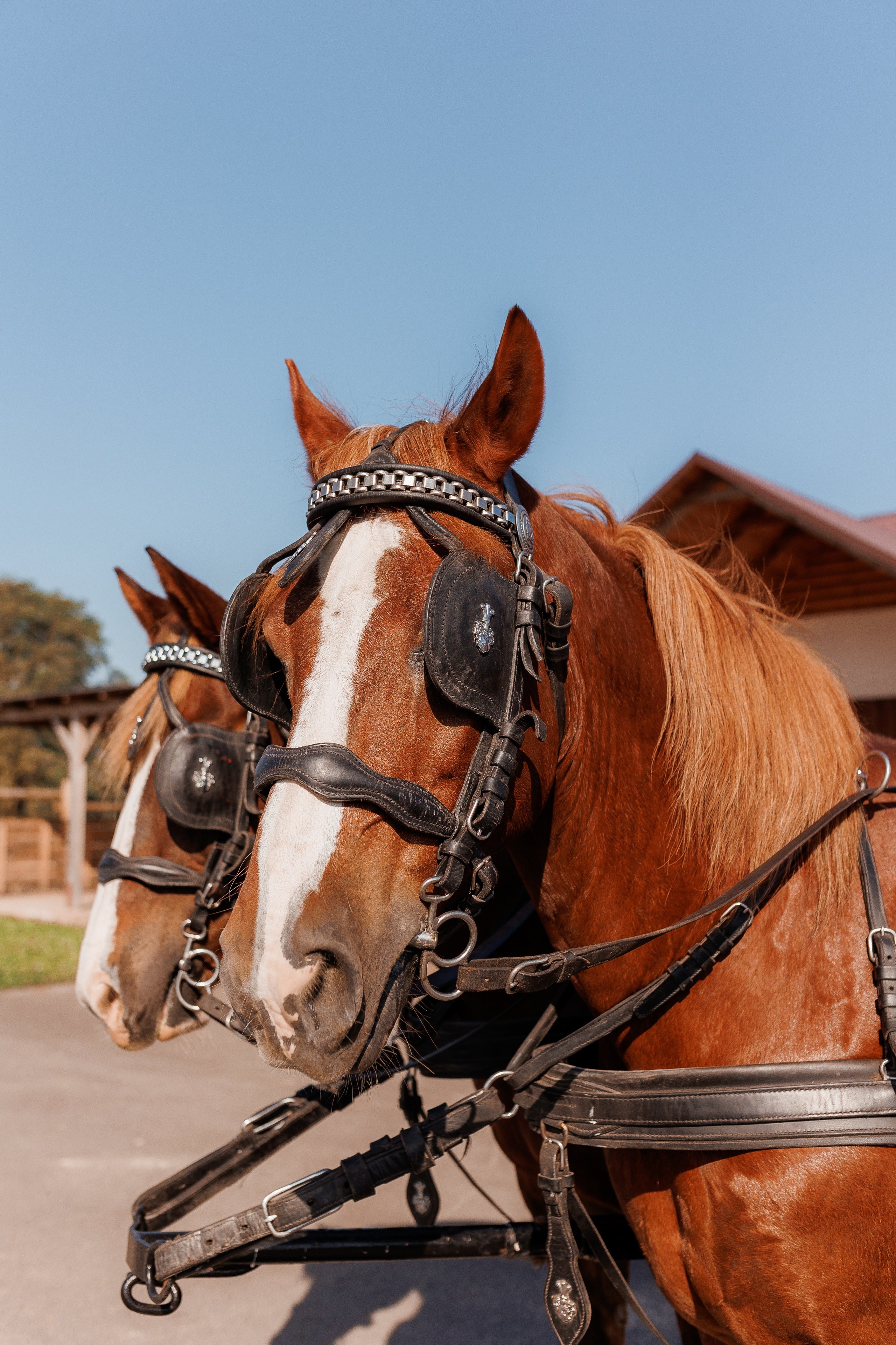 Екопарк Аміла. Ірина Терещук