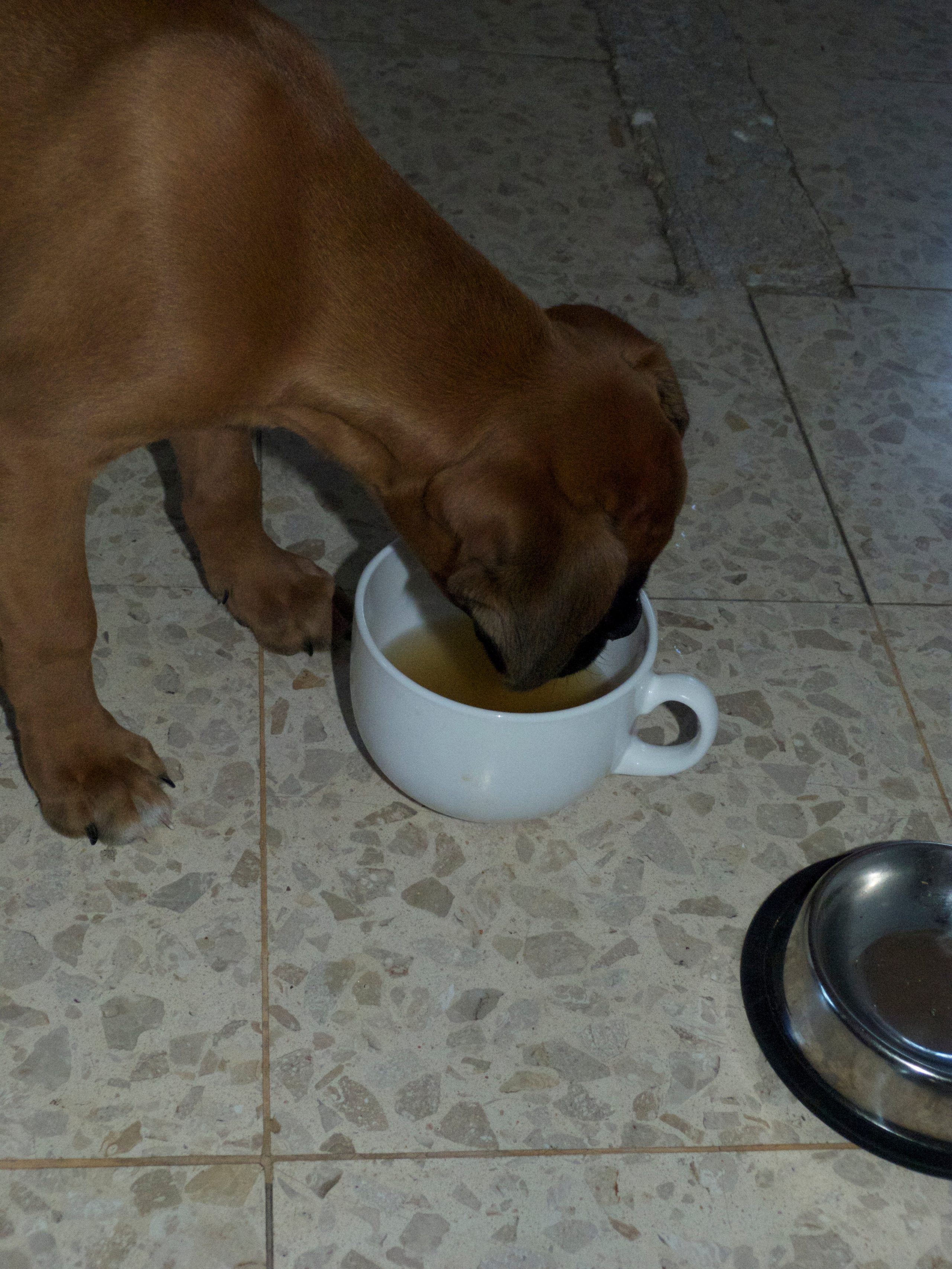 My ״Star״ Boxer Dog