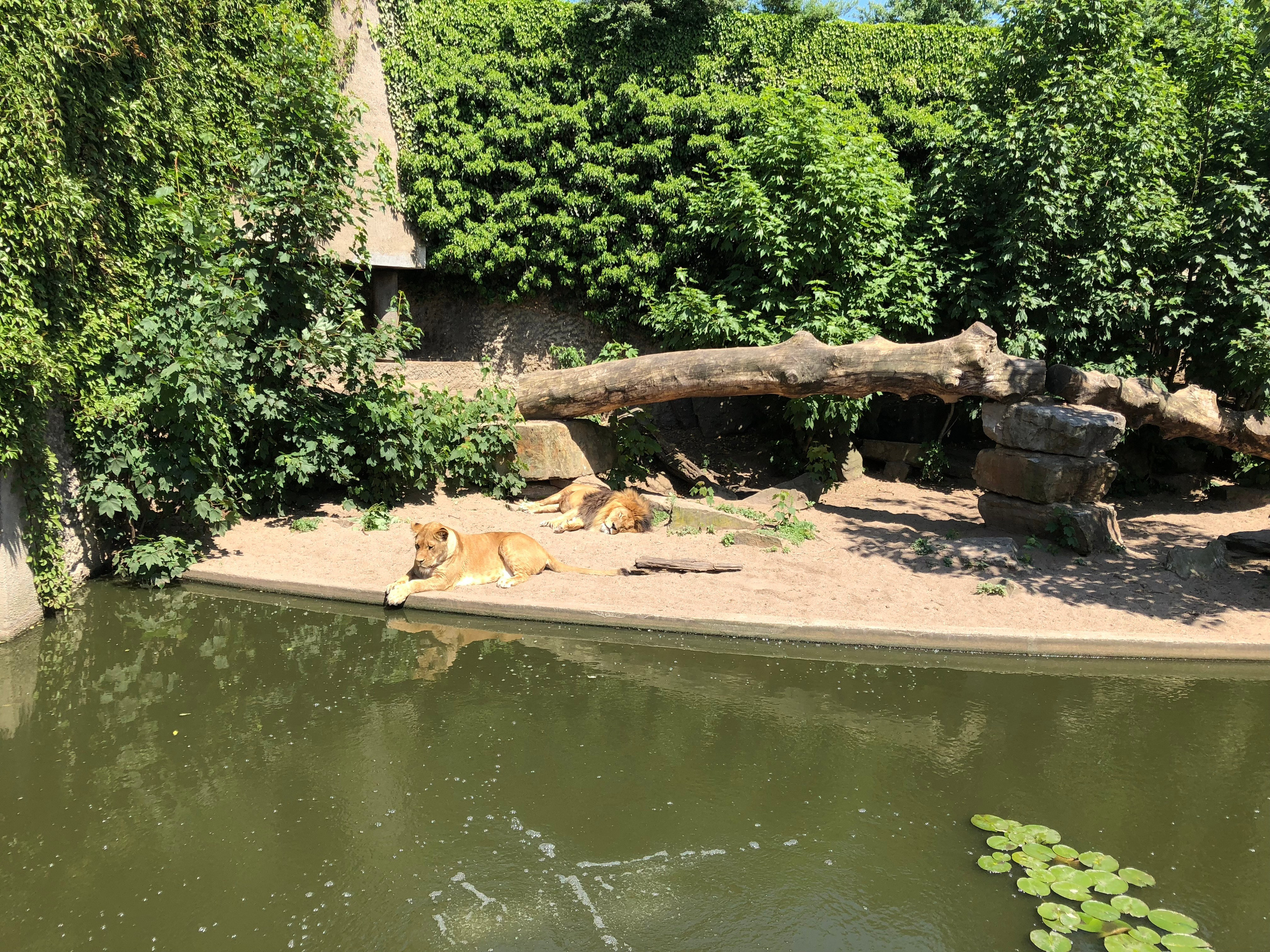 On my last visit to AMSTERDAM May 2018 it was fun and very interesting in this country