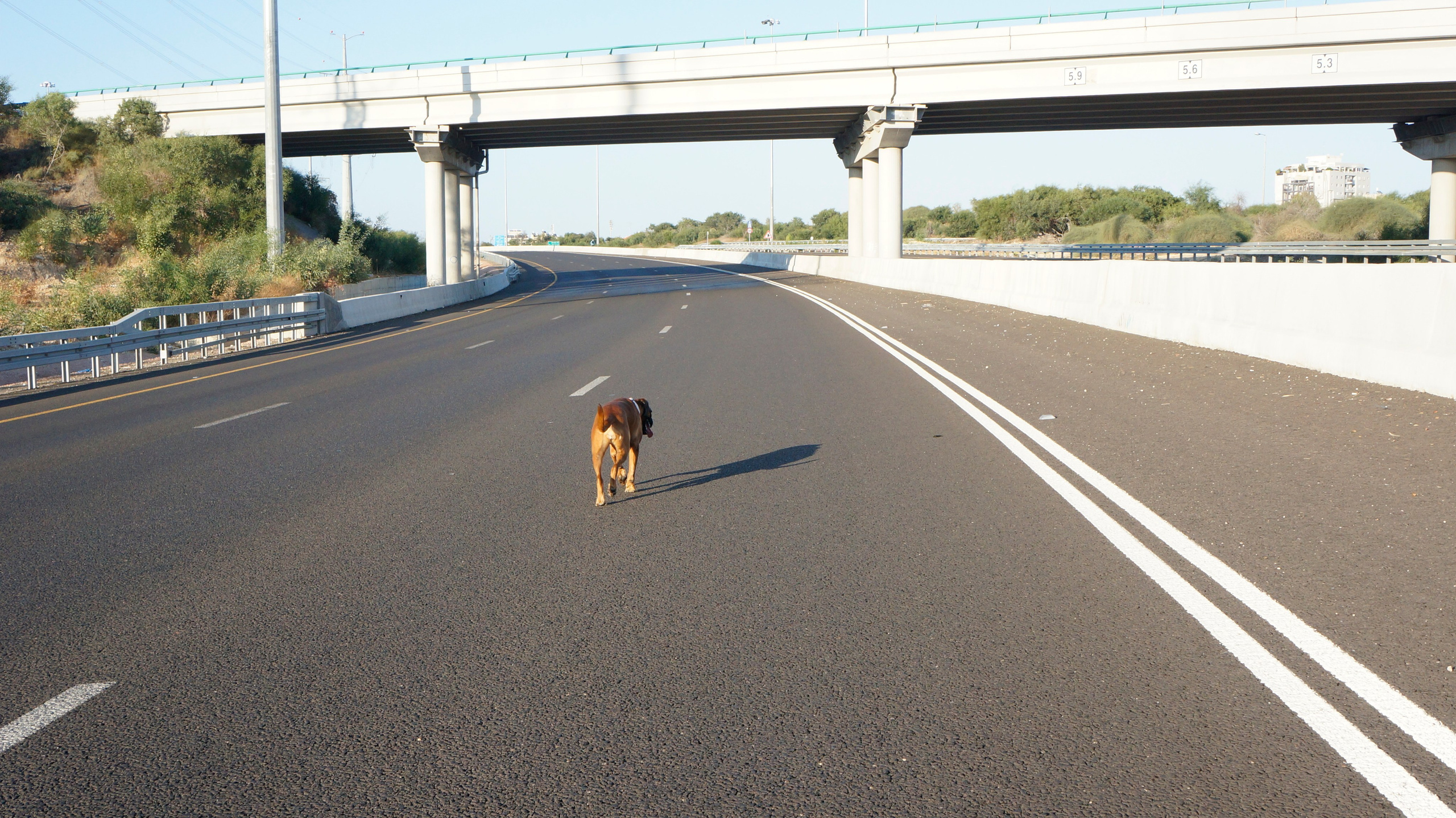 My ״Star״ Boxer Dog