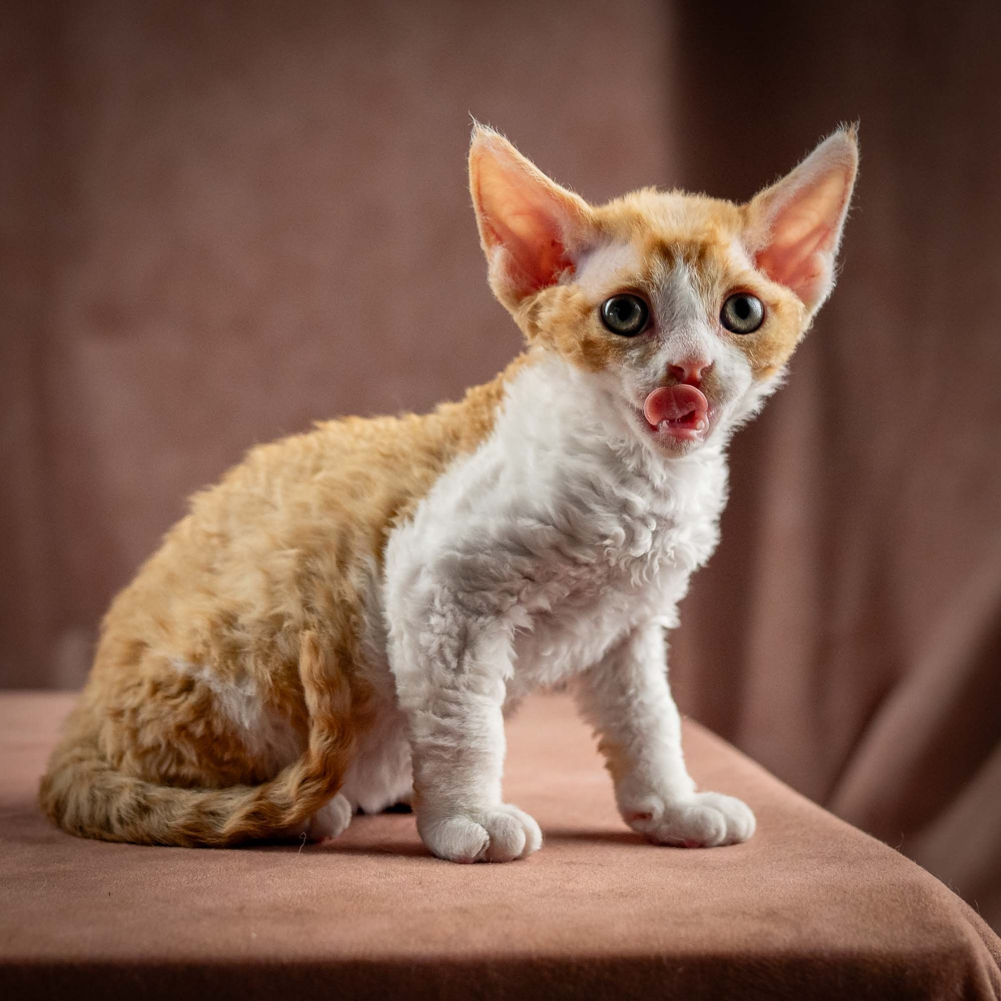 Gece, boy, born on 01.18.25. Devon Rex Pixie Cattery