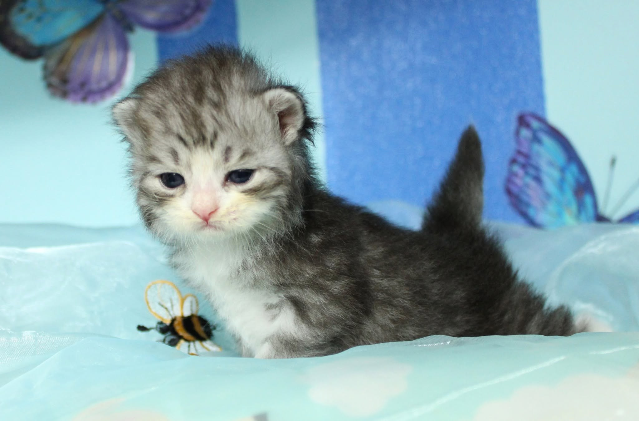 Katzen | Females. SIBERIALIS: Katzenzucht von Sibirischen und Neva Masquarade Katzen