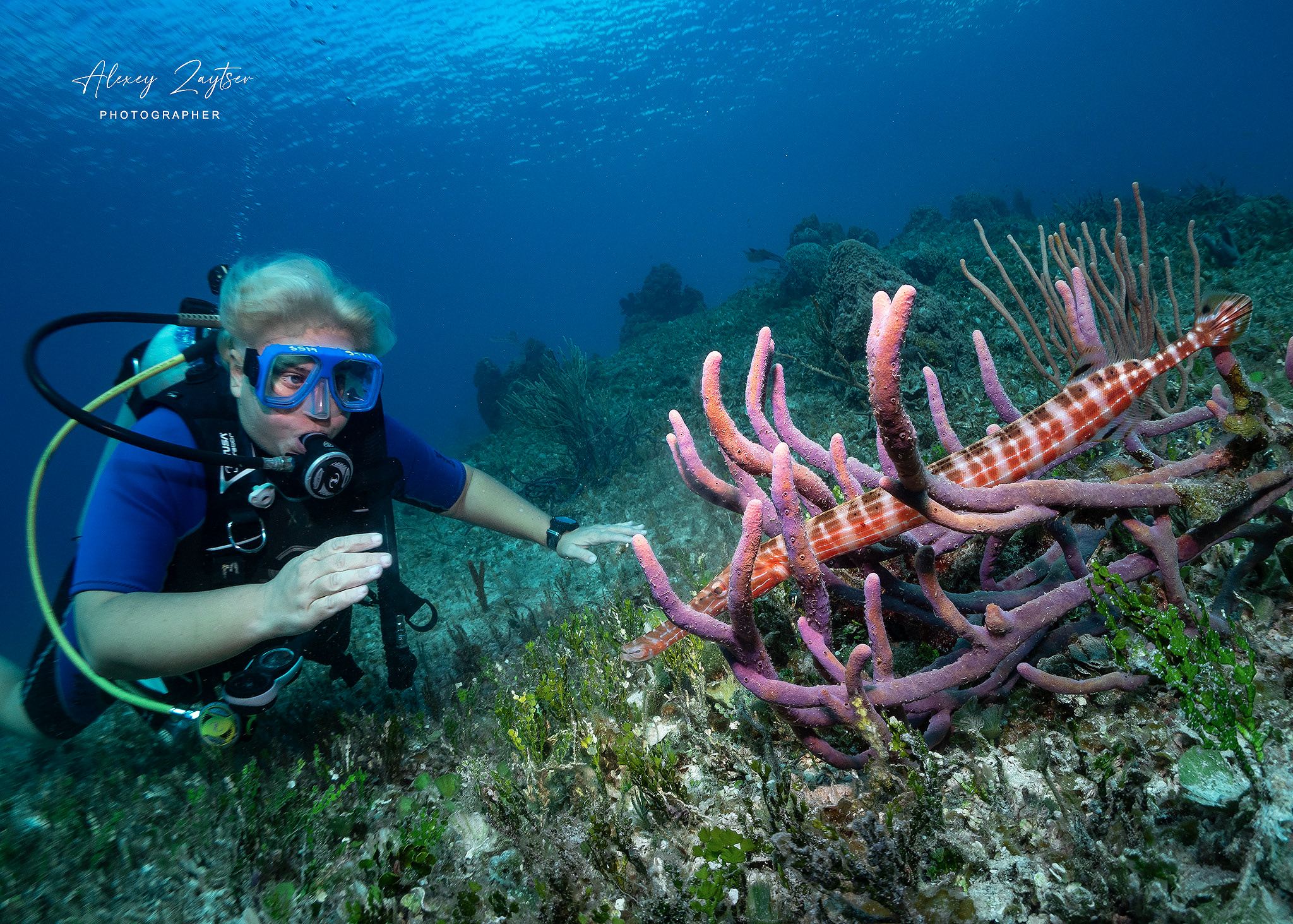 Under water. Your photographer on land and under water— Alexey Zaytsev