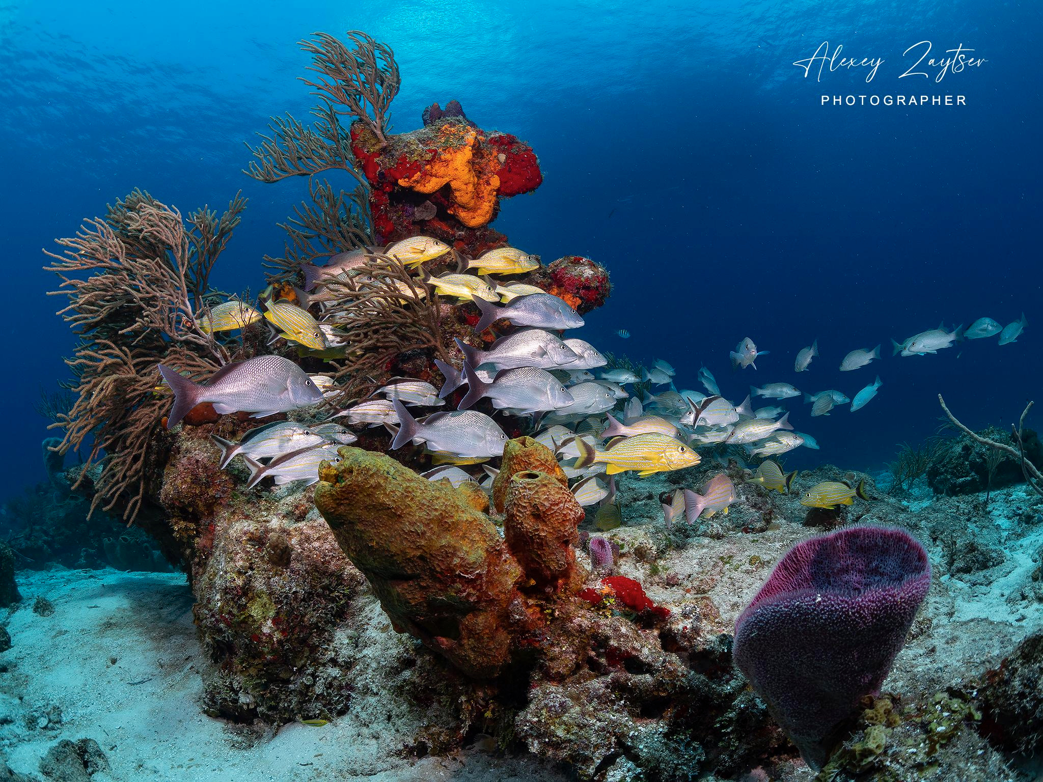 Under water. Your photographer on land and under water— Alexey Zaytsev