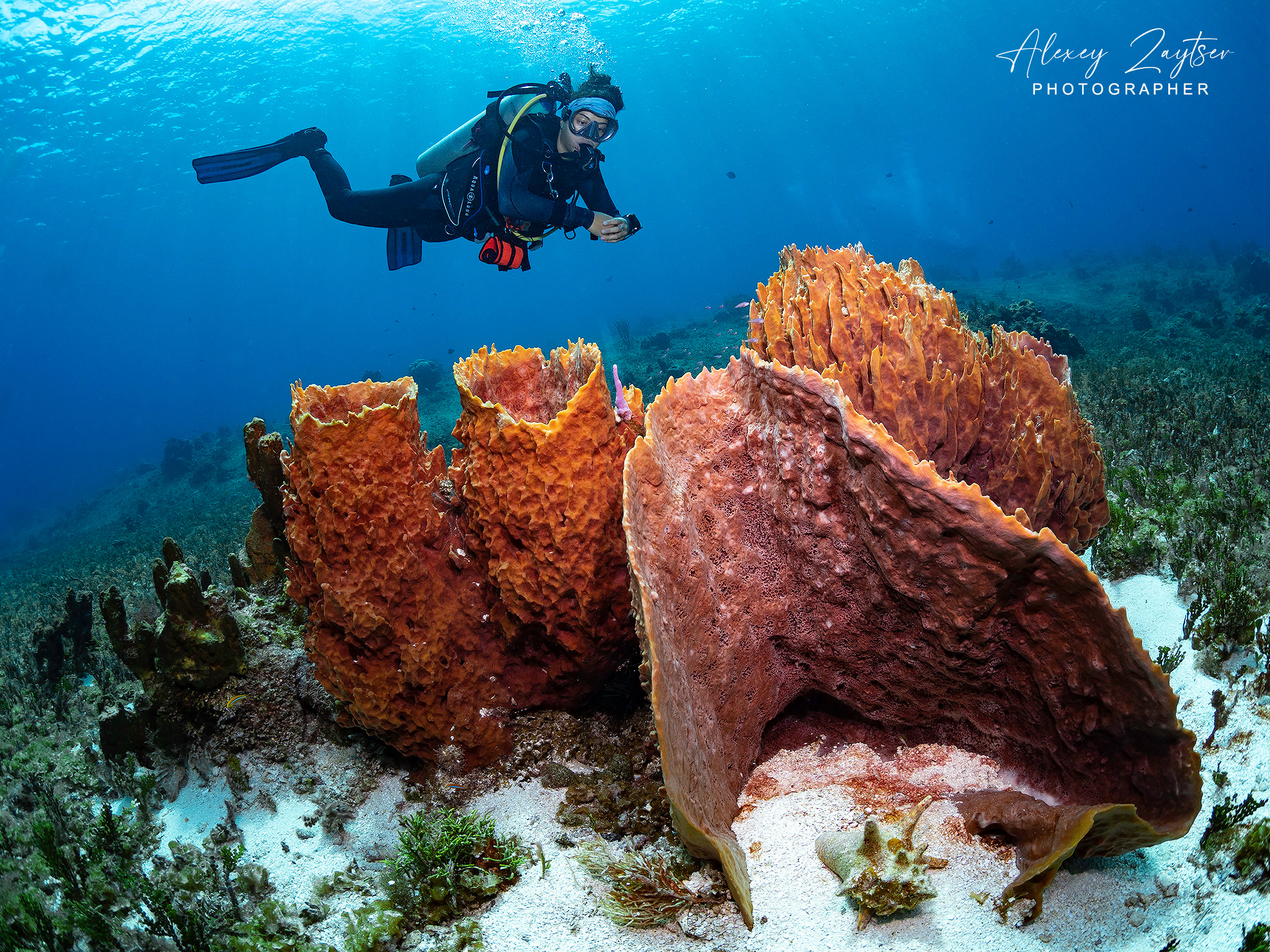 Under water. Your photographer on land and under water— Alexey Zaytsev