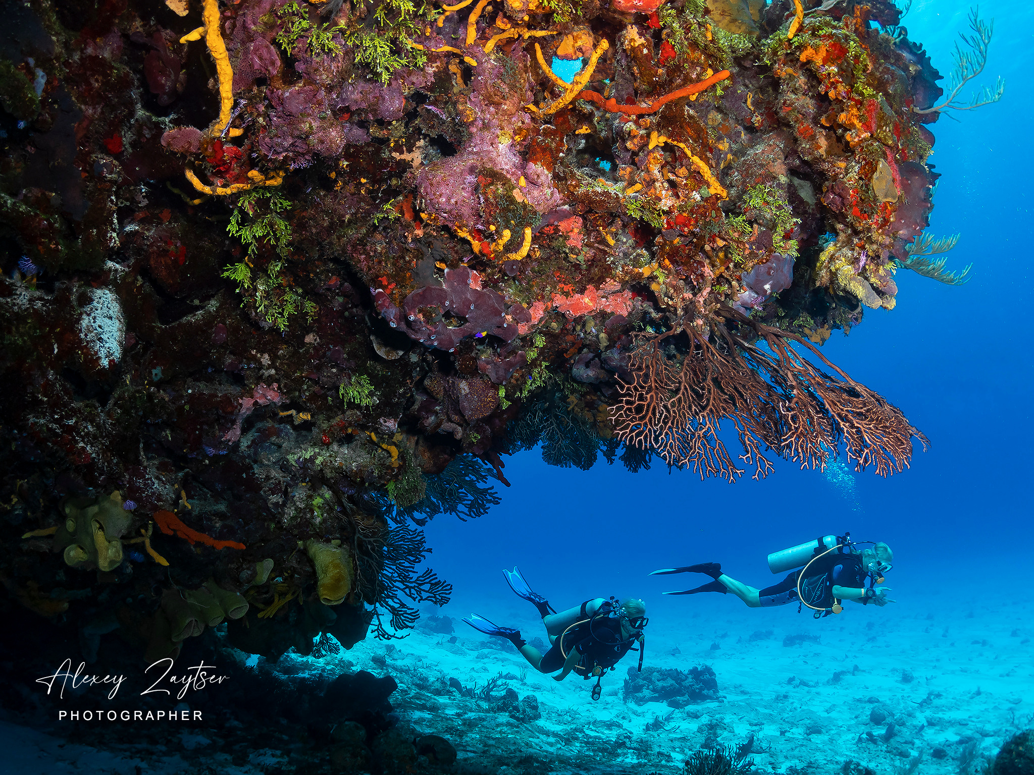 Under water. Your photographer on land and under water— Alexey Zaytsev