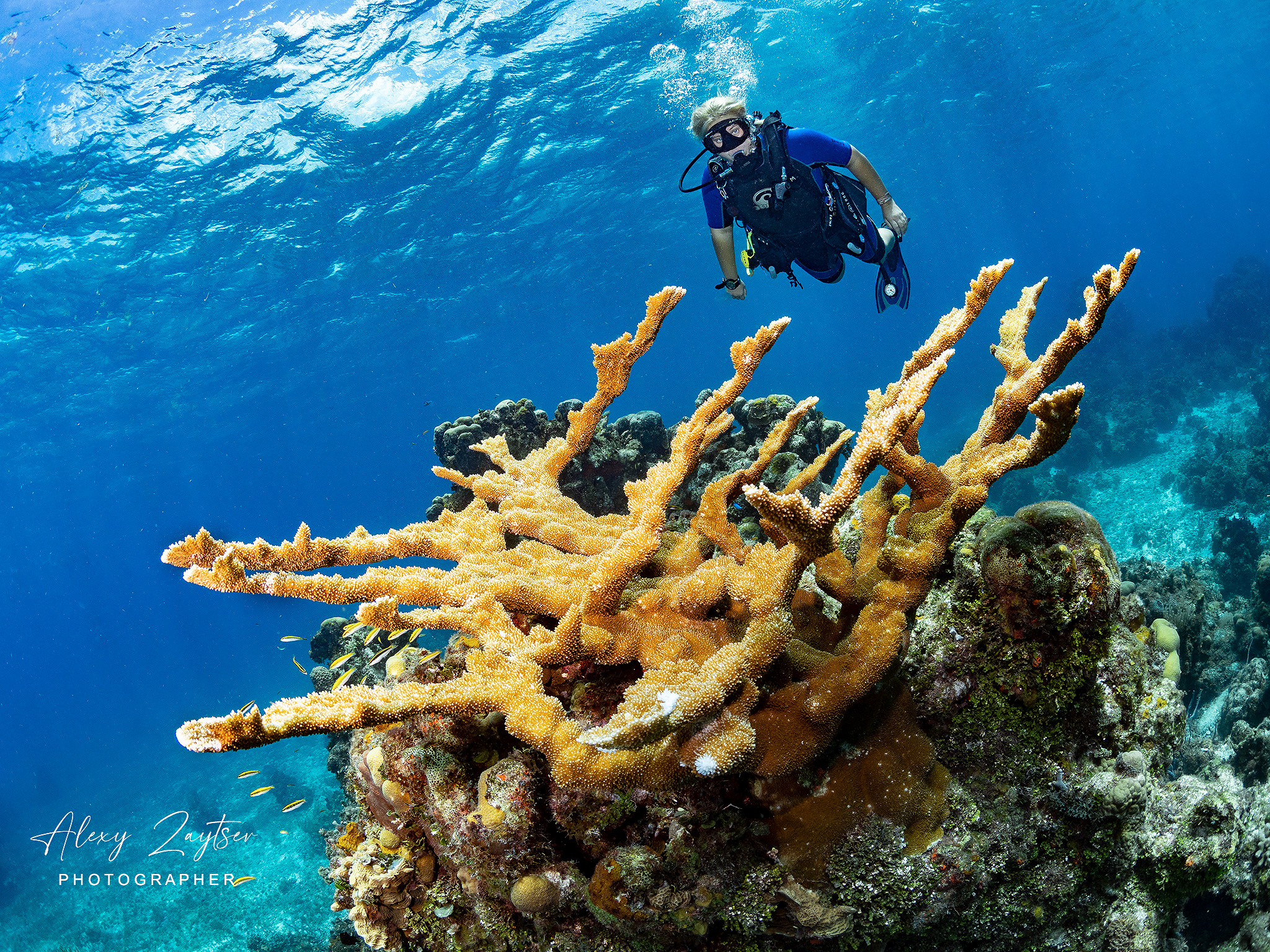 Under water. Your photographer on land and under water— Alexey Zaytsev