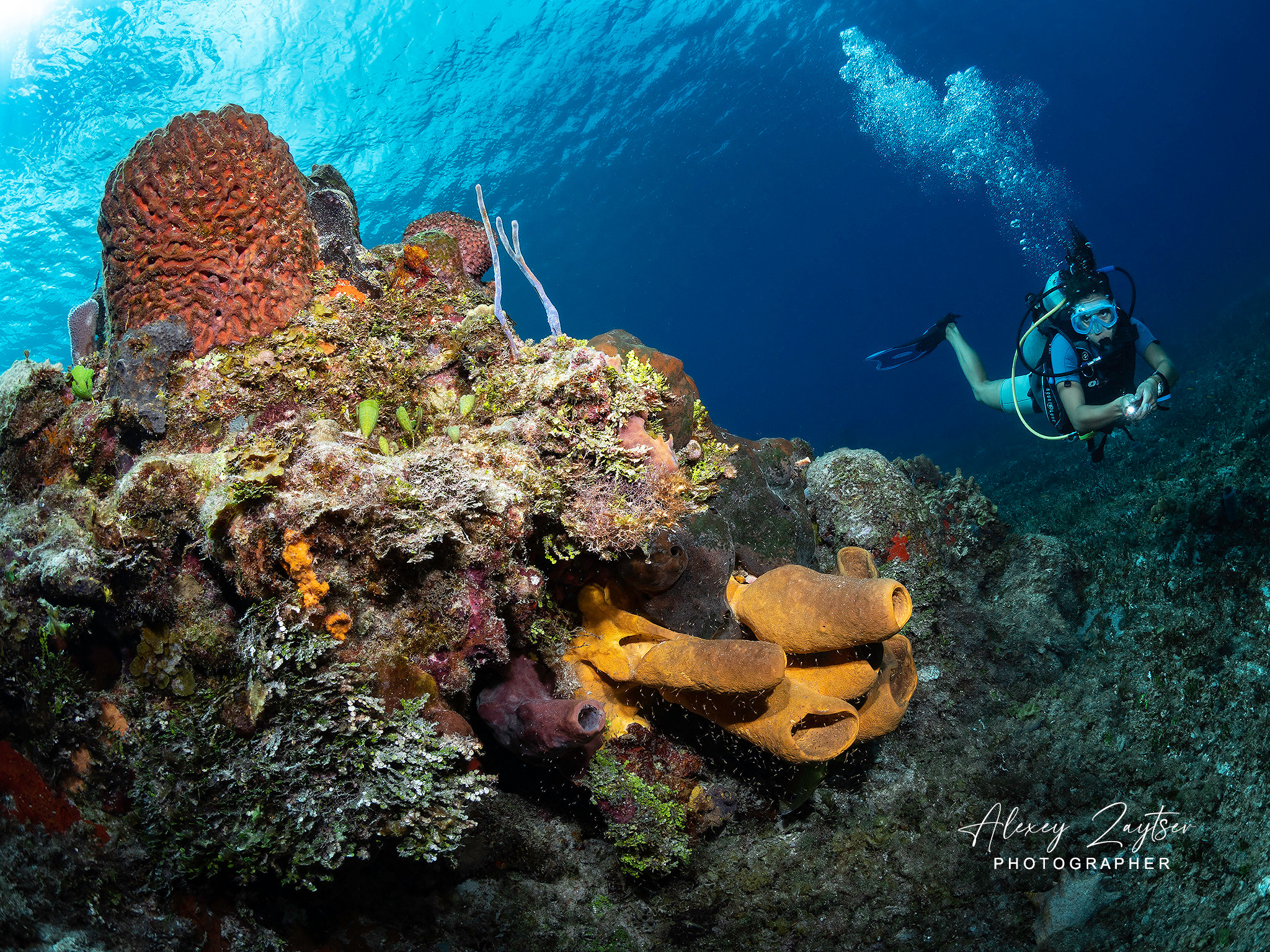 Under water. Your photographer on land and under water— Alexey Zaytsev