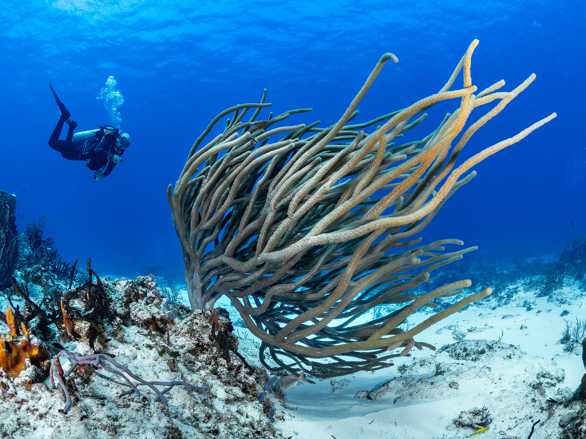 Under water. Your photographer on land and under water— Alexey Zaytsev