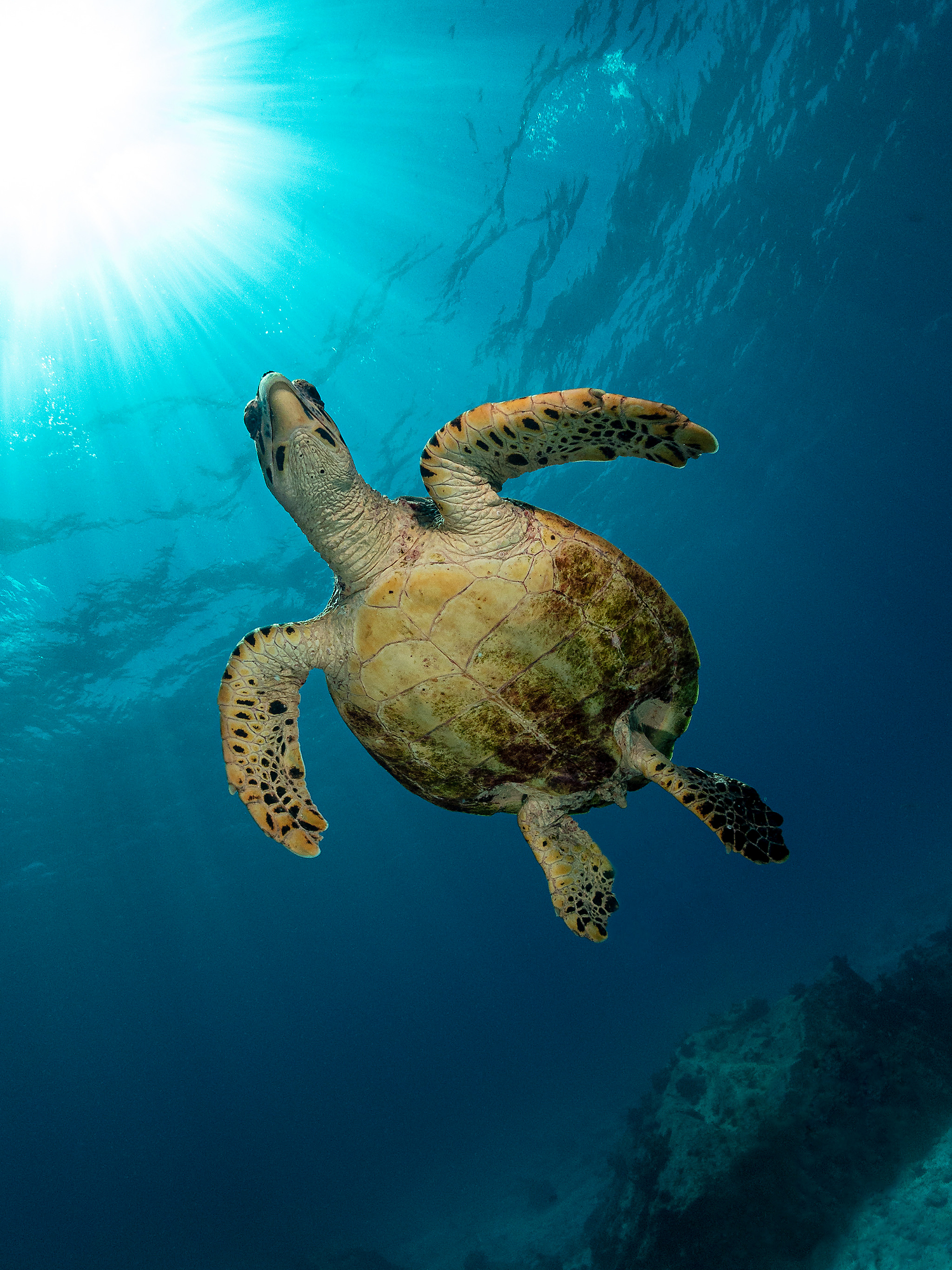 Under water. Your photographer on land and under water— Alexey Zaytsev