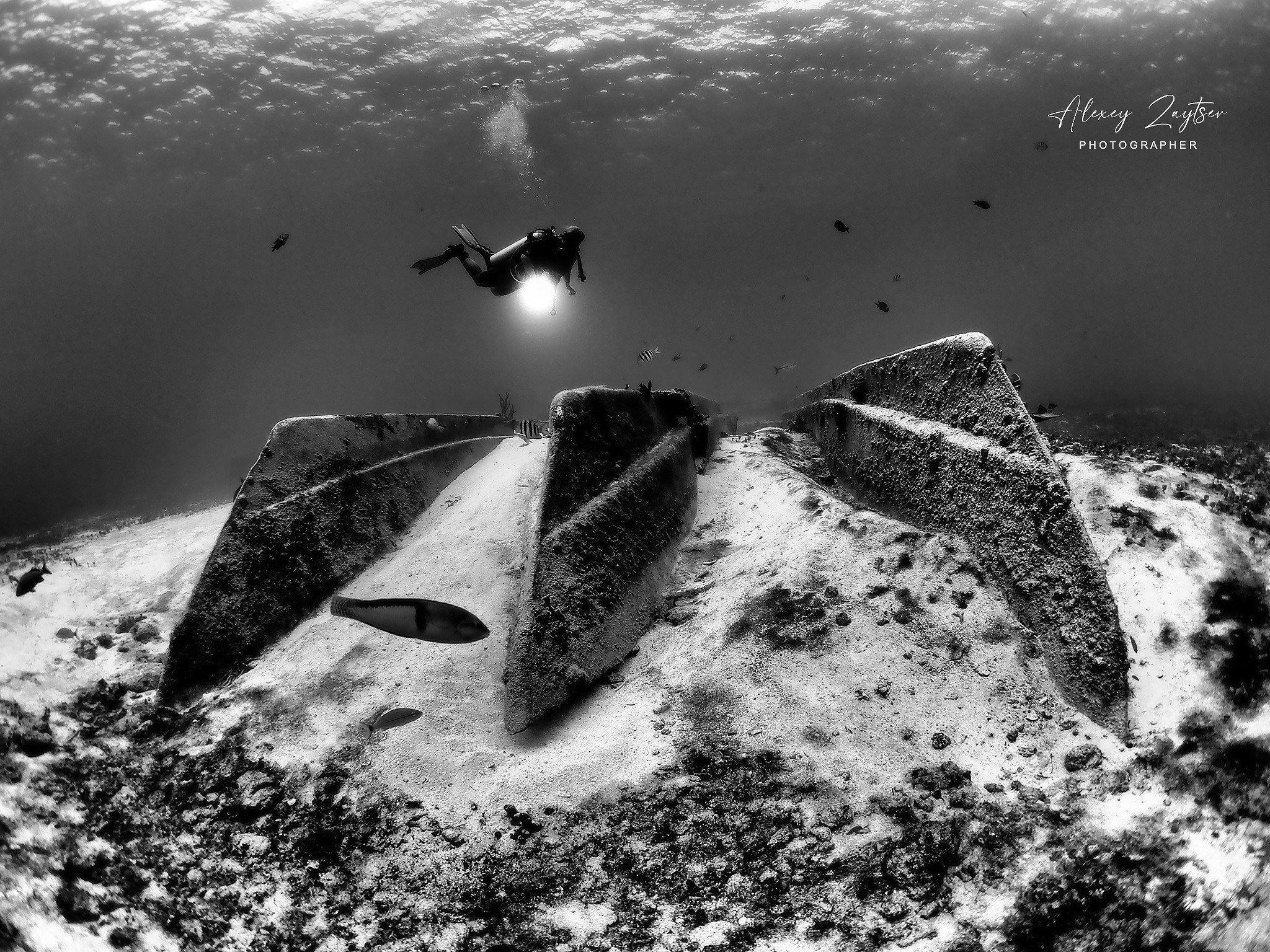 Under water. Your photographer on land and under water— Alexey Zaytsev