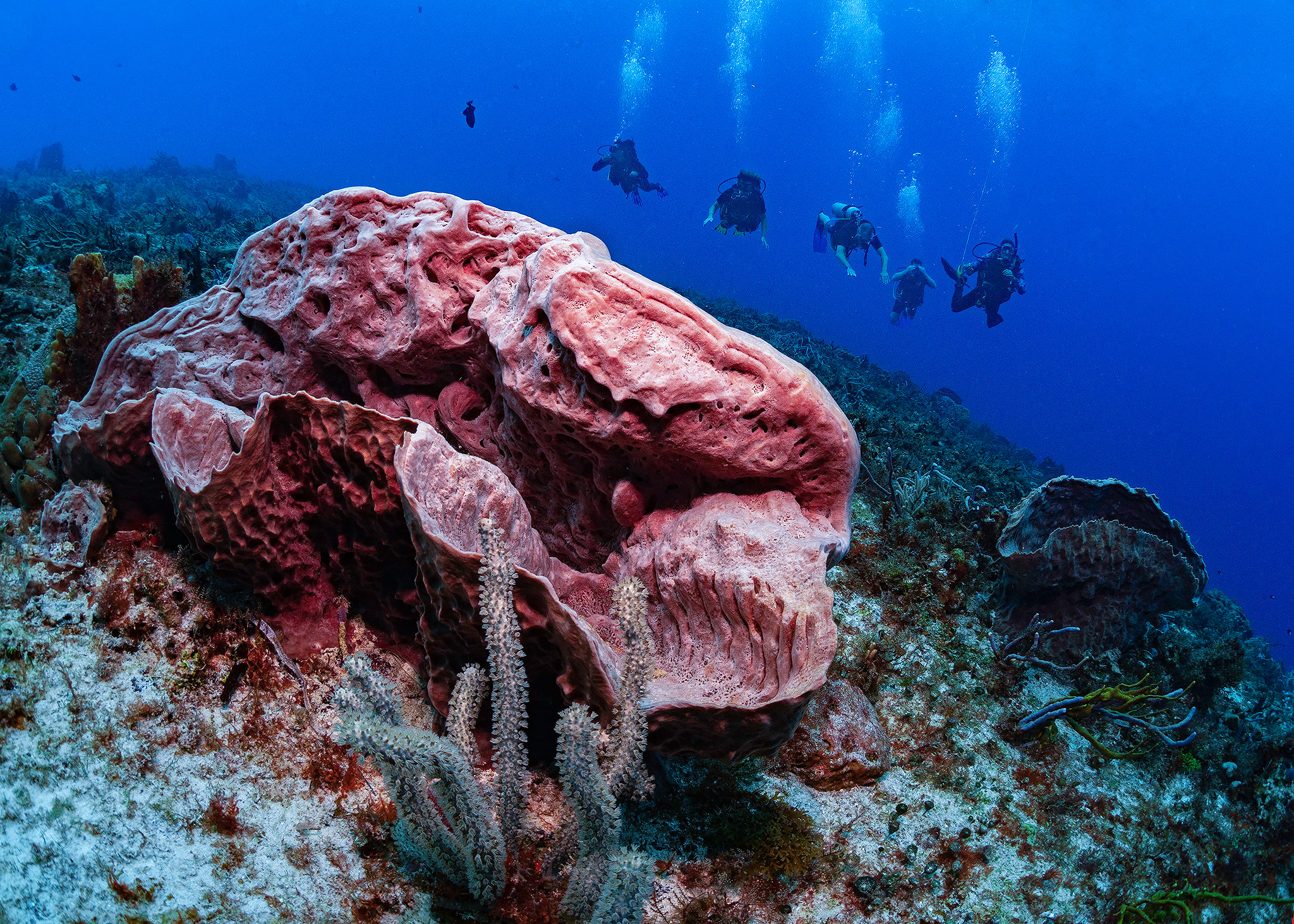 Under water. Your photographer on land and under water— Alexey Zaytsev