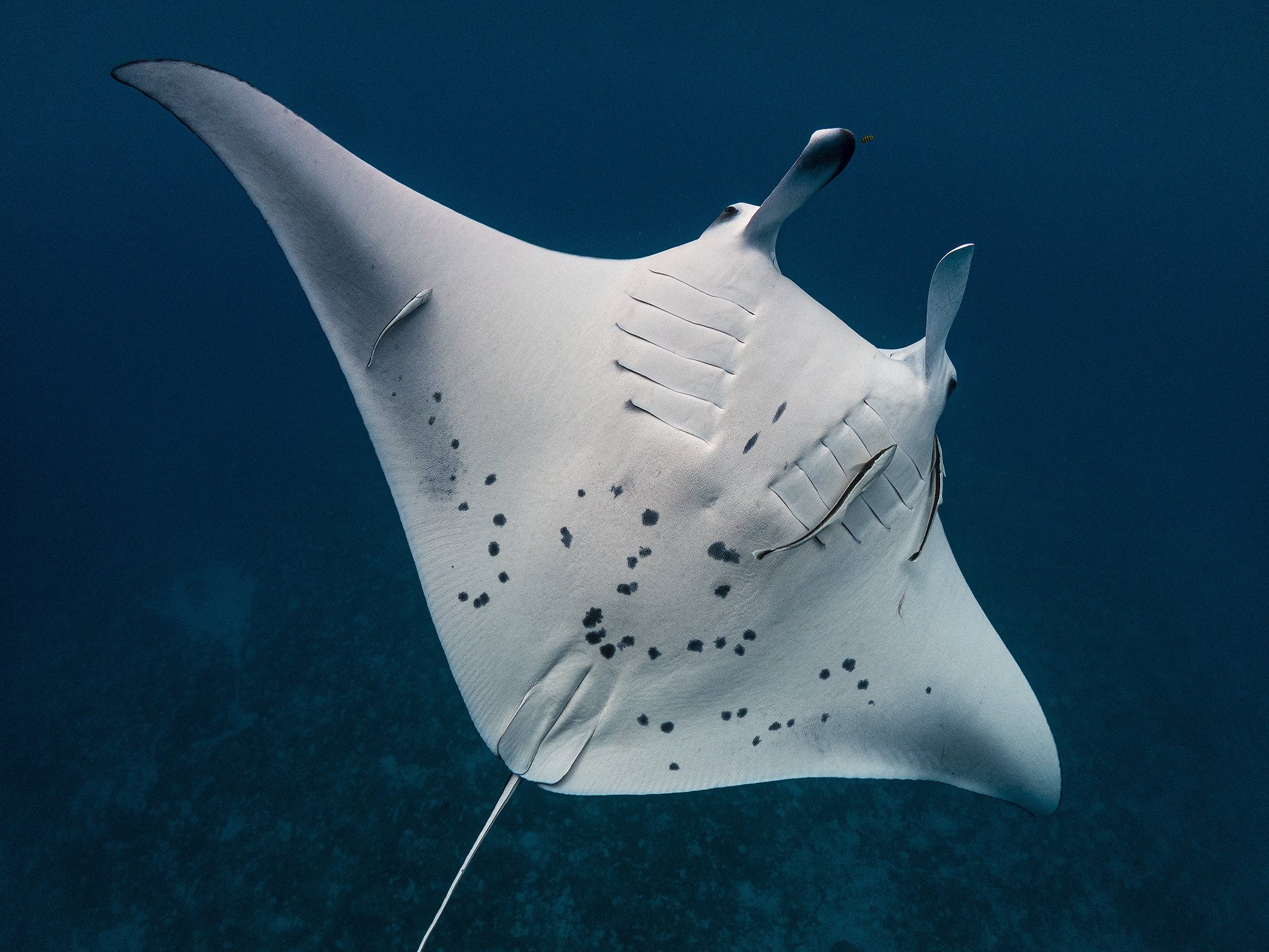 Under water. Your photographer on land and under water— Alexey Zaytsev