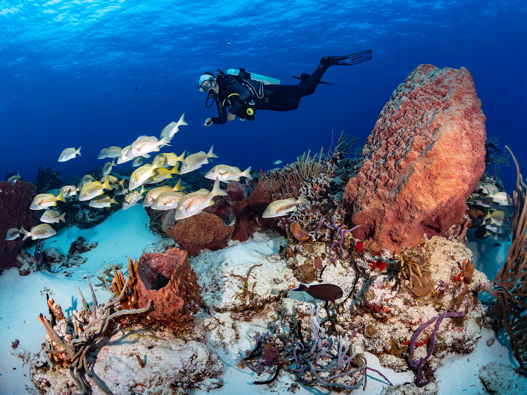 Under water. Your photographer on land and under water— Alexey Zaytsev